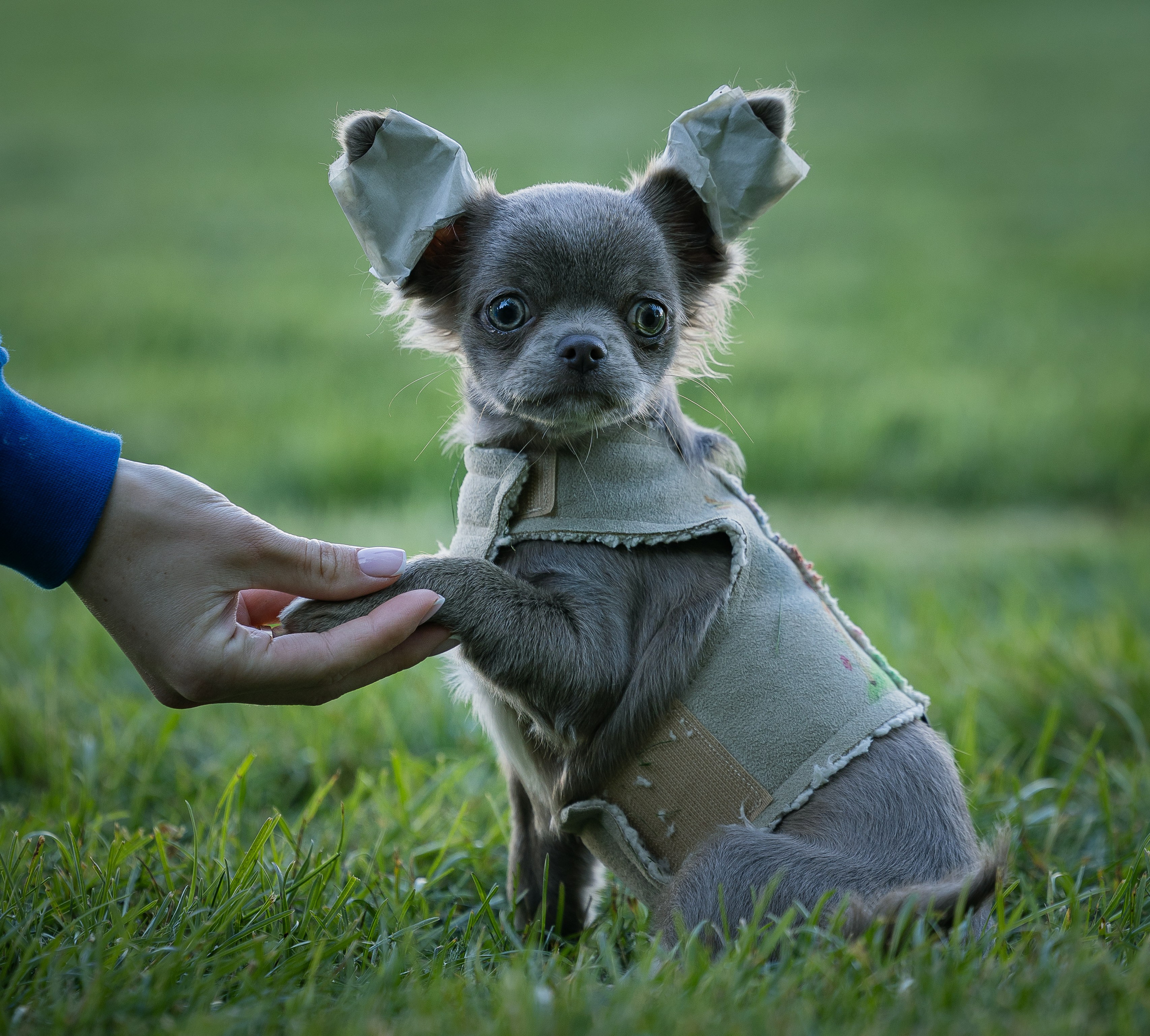 Норман. Виктория Михайловская. Фотограф-анималист. Москва