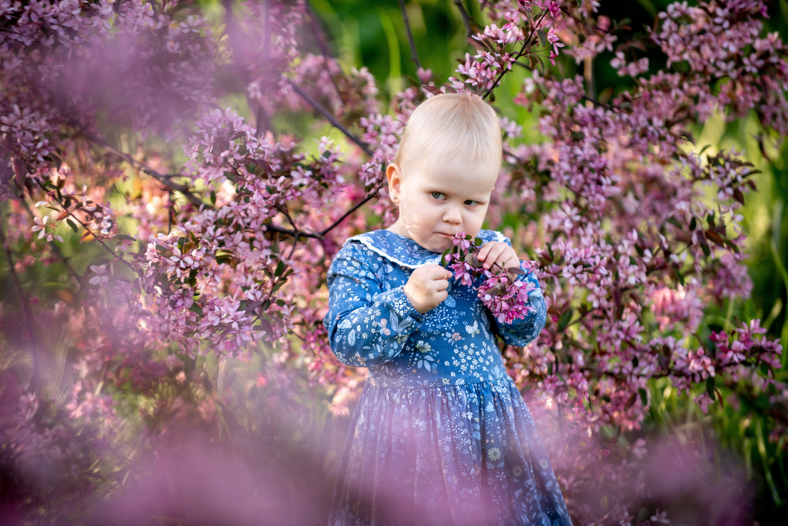 Ника и родители в розовых яблонях. Портретный, семейный и свадебный фотограф в Санкт-Петербурге и в Пушкине Ширяев Денис