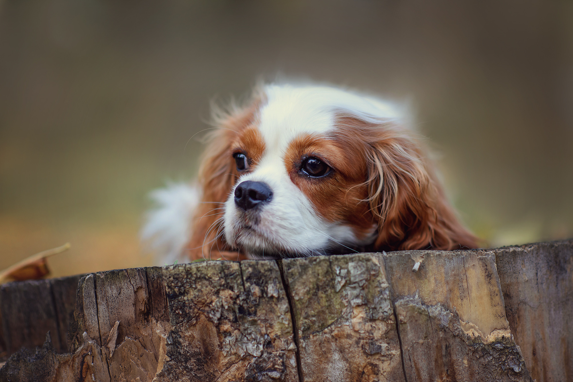 Животные. Семейный фотограф в Минске Виктория Дубровская