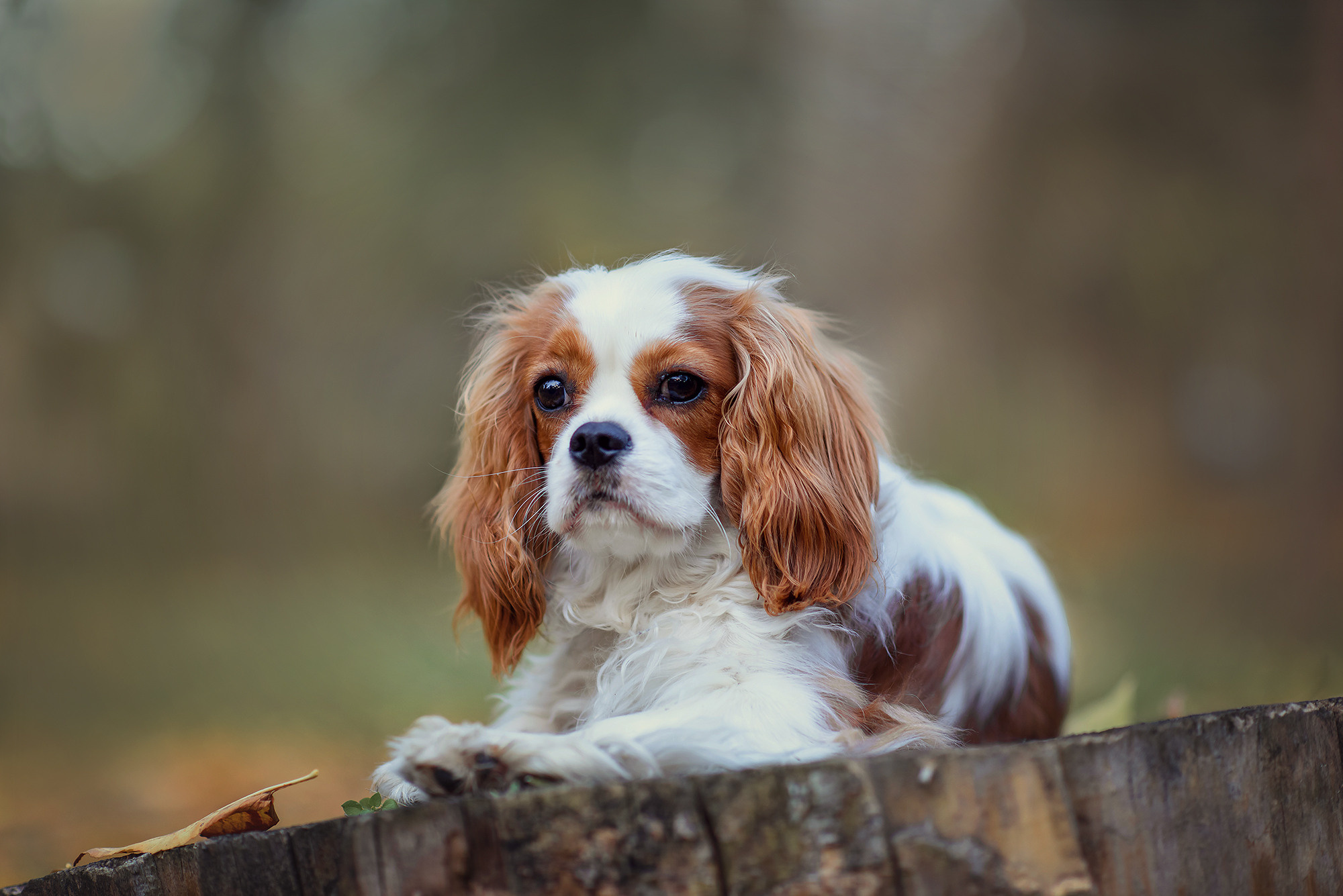 Животные. Семейный фотограф в Минске Виктория Дубровская
