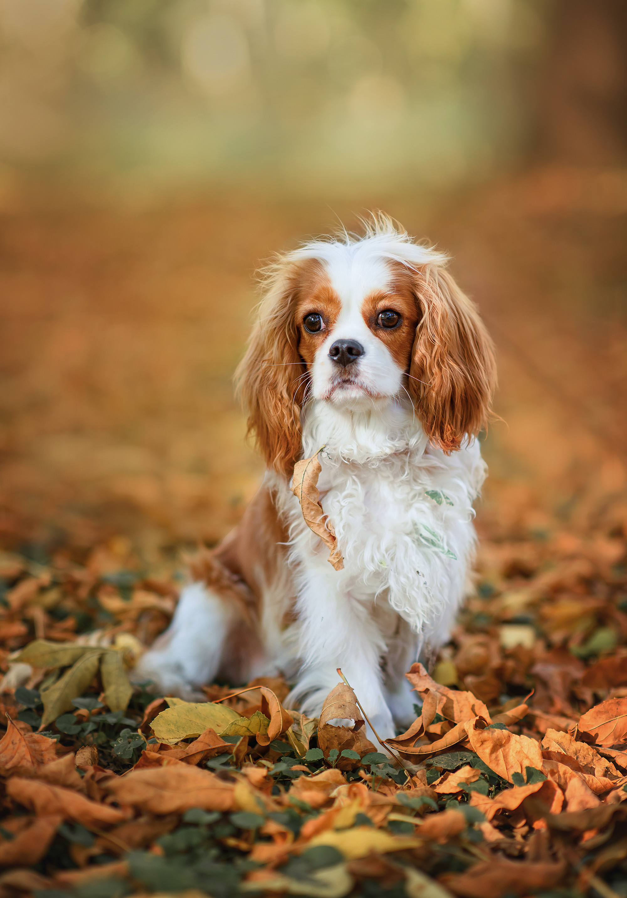 Животные. Семейный фотограф в Минске Виктория Дубровская