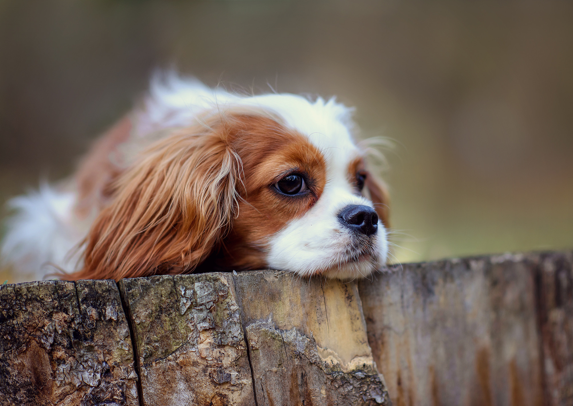 Животные. Семейный фотограф в Минске Виктория Дубровская