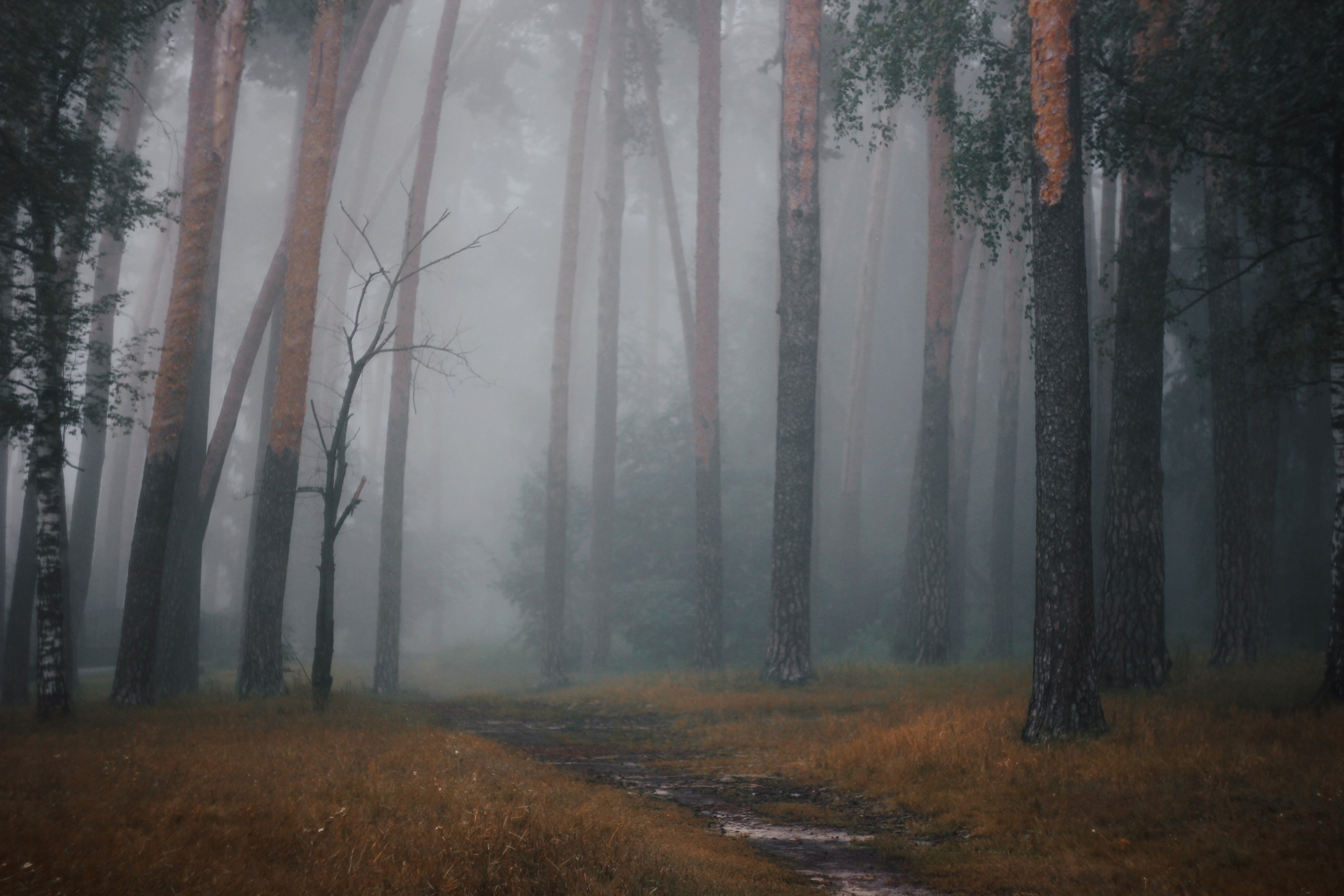 Меланхолия августа. С любовью, фотохудожник