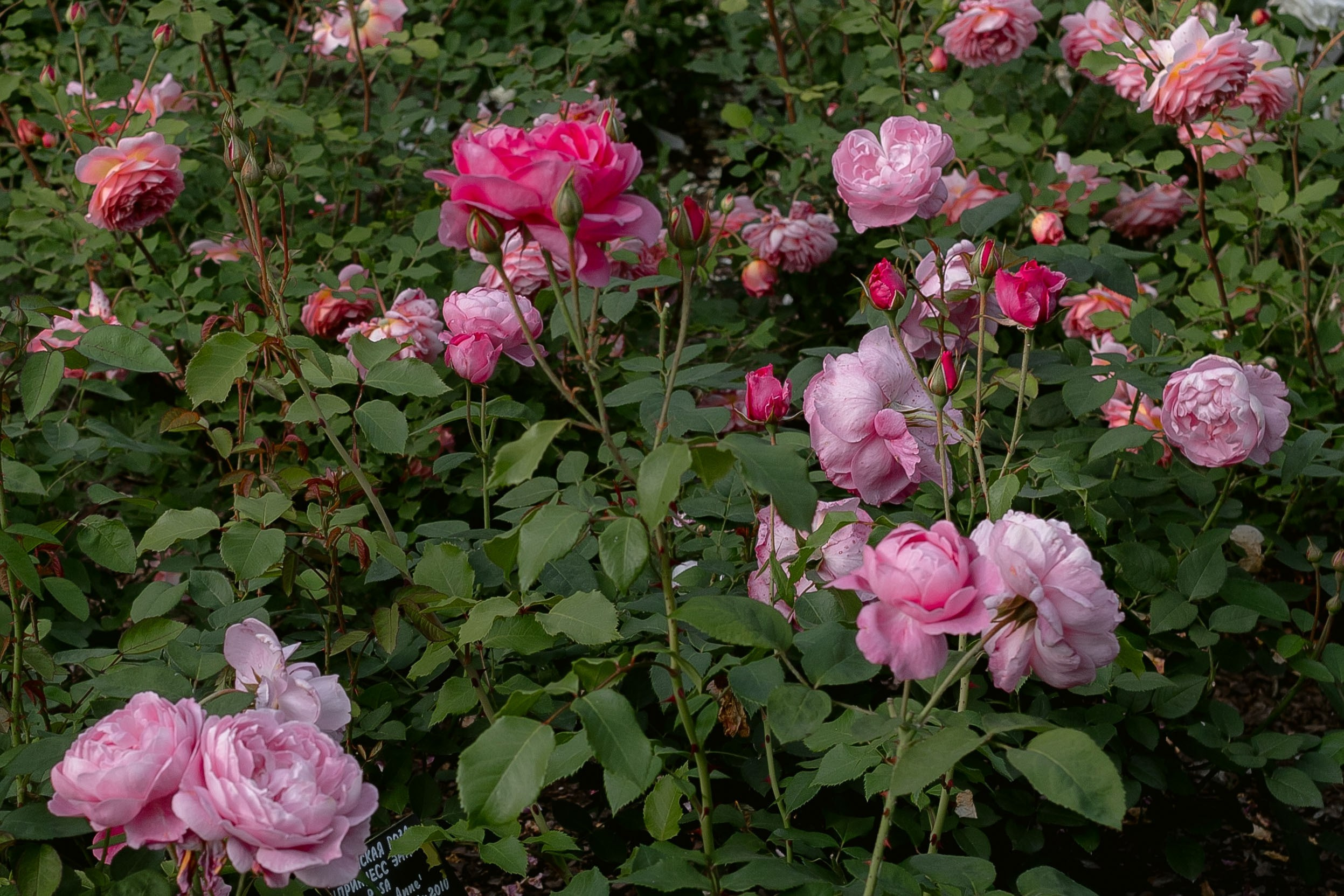 Эльдар & Марина