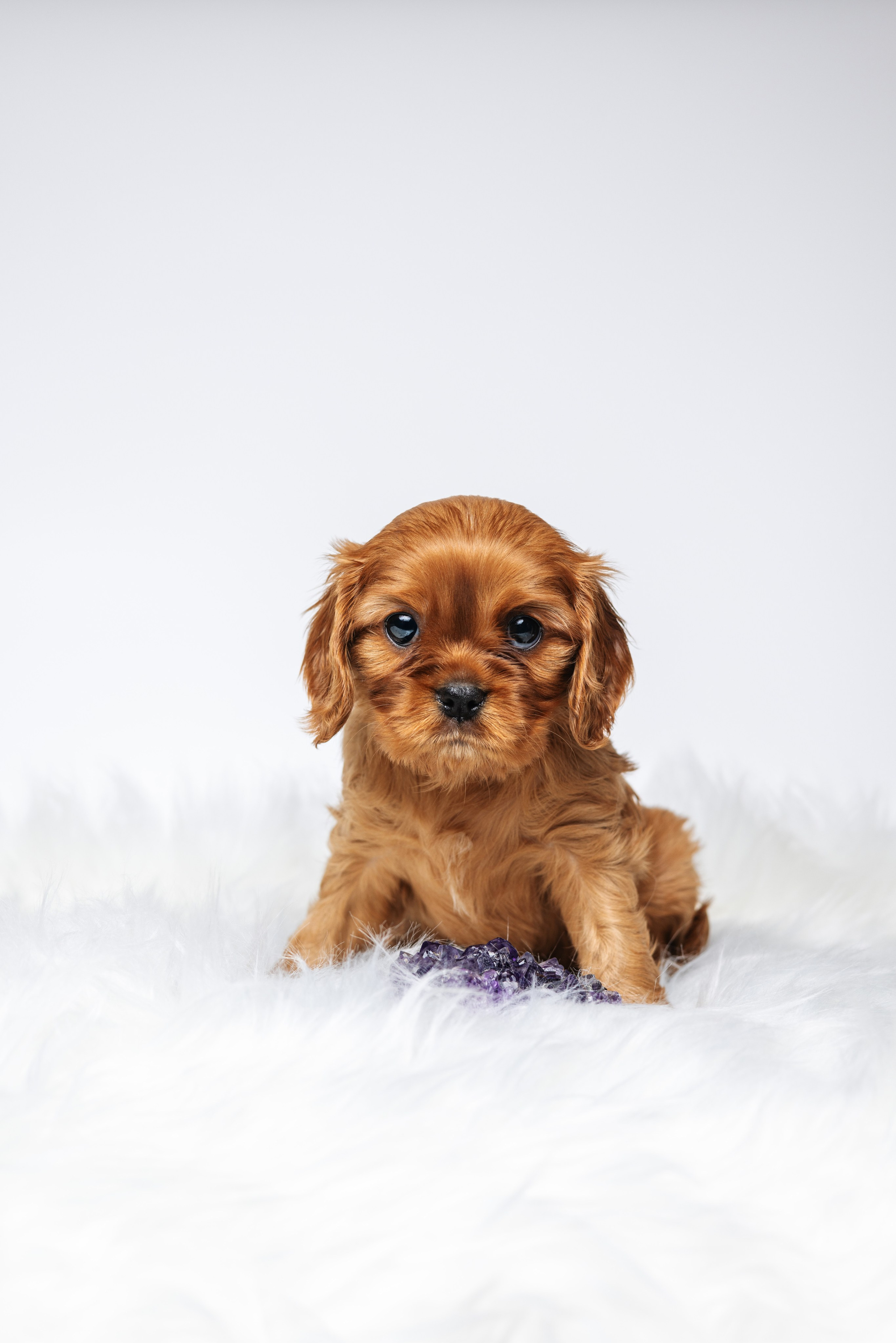 ККЧС. Фотограф анималист Осипчикова Мария