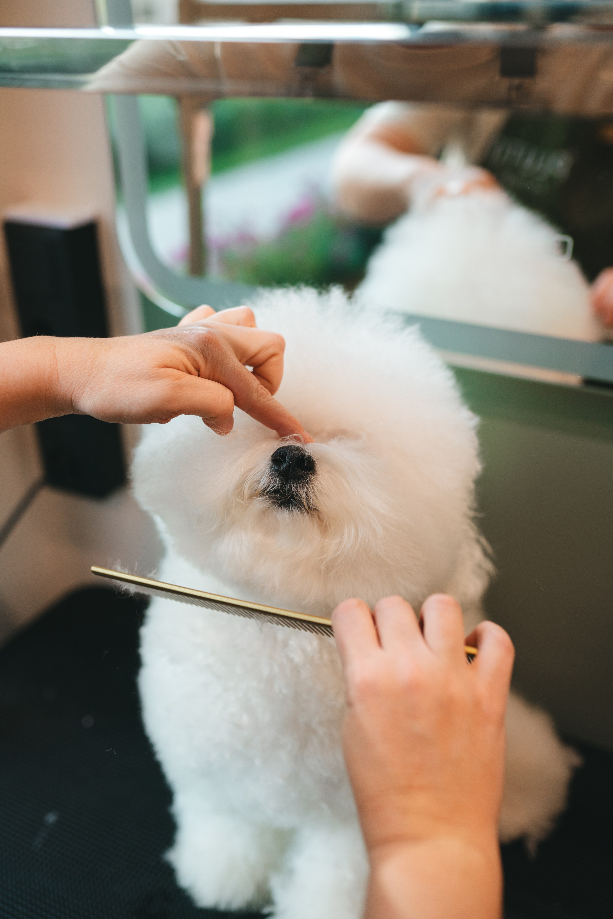 Груминг — салон. Фотограф анималист Осипчикова Мария