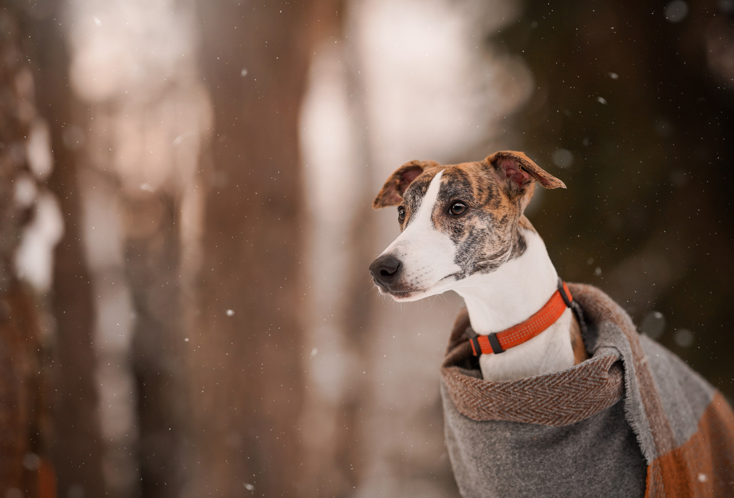 Даша Илья Вениамина и Мэдиссон. Фотограф-анималист в Санкт-Петербурге Яна Мартынова