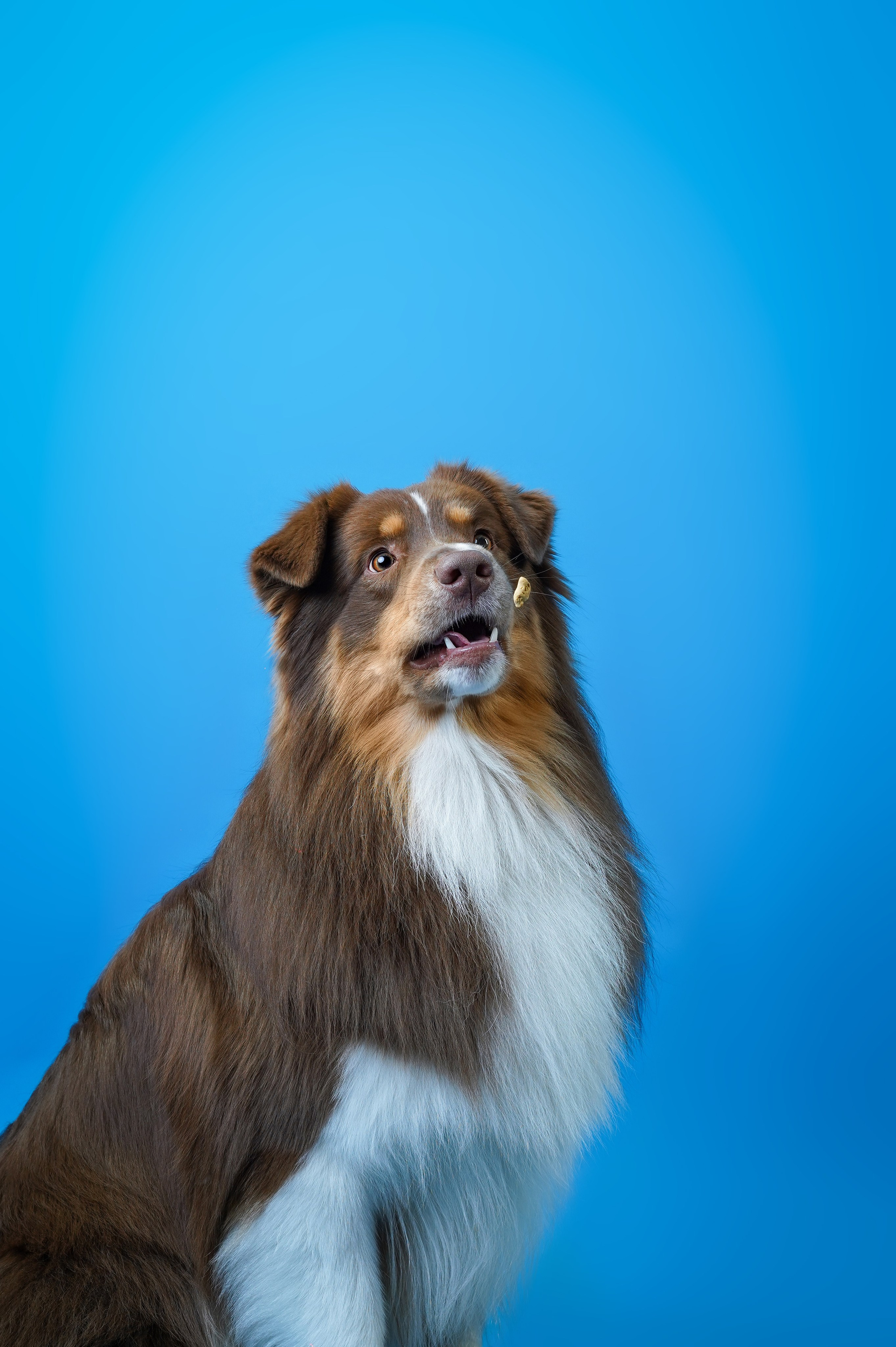 Аусси Рокки. Фотограф-анималист в Санкт-Петербурге Яна Мартынова