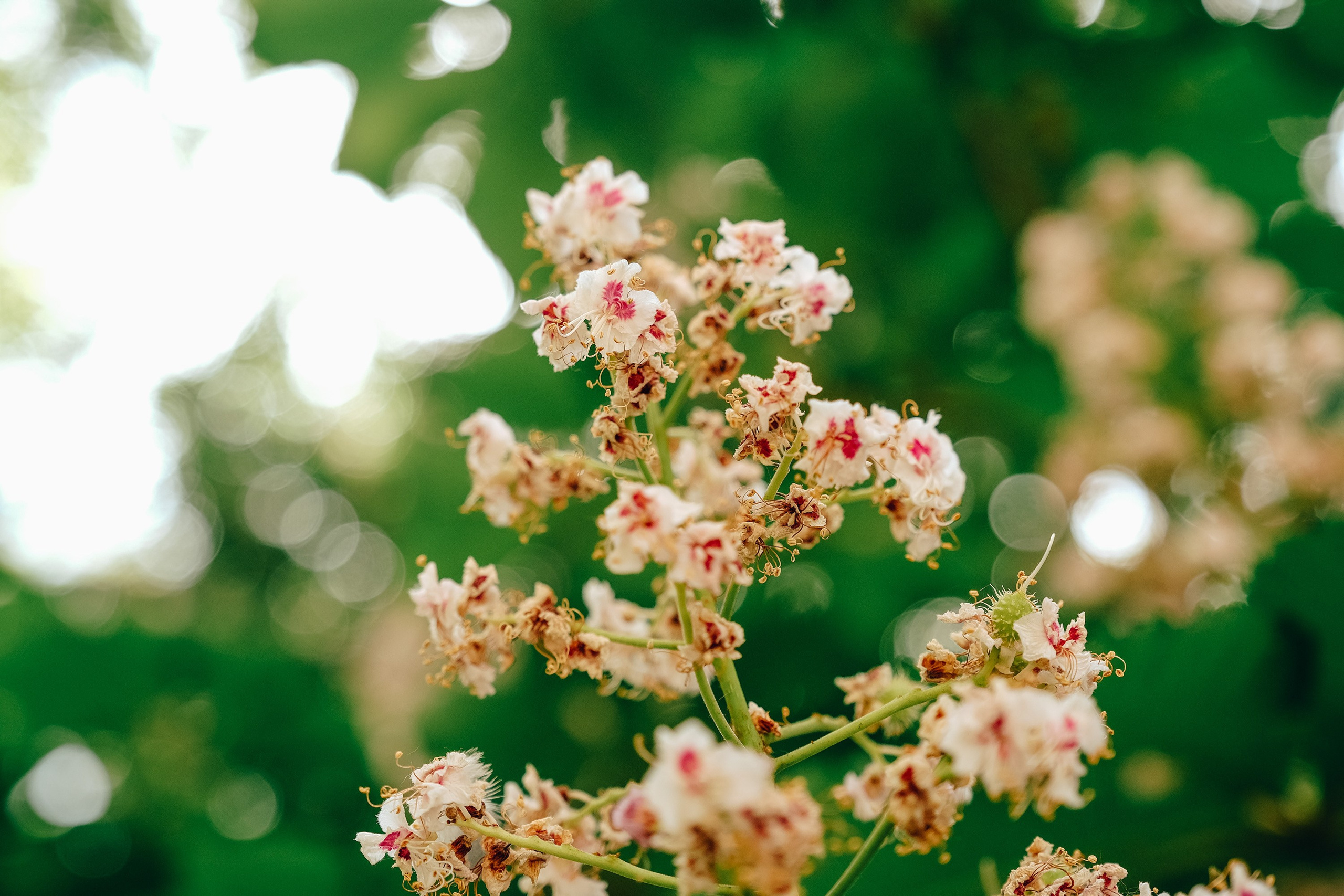 Цветы. Фотограф Анатолий Деникин