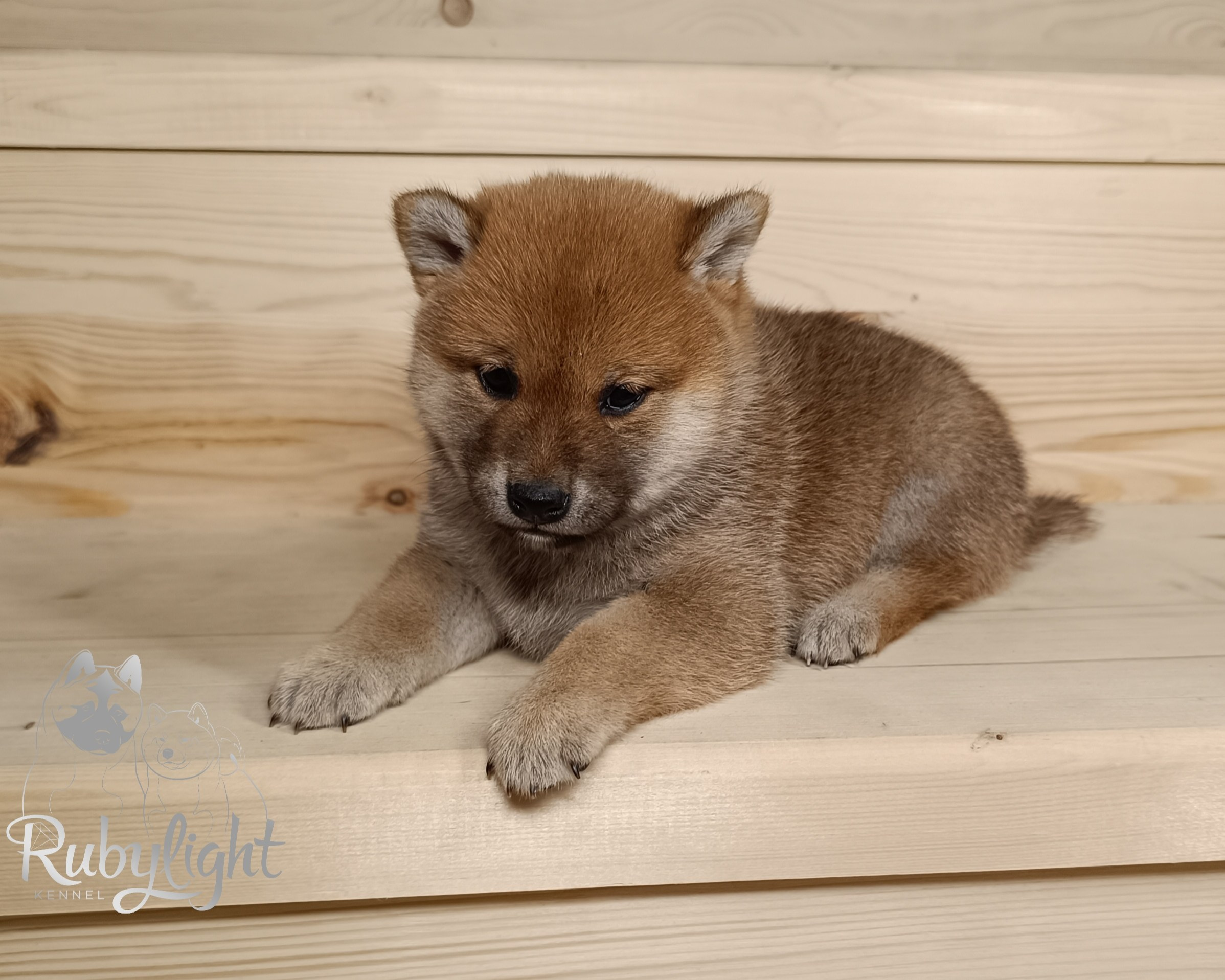 Сиба Rubylight Emma питомник Рубилайт 