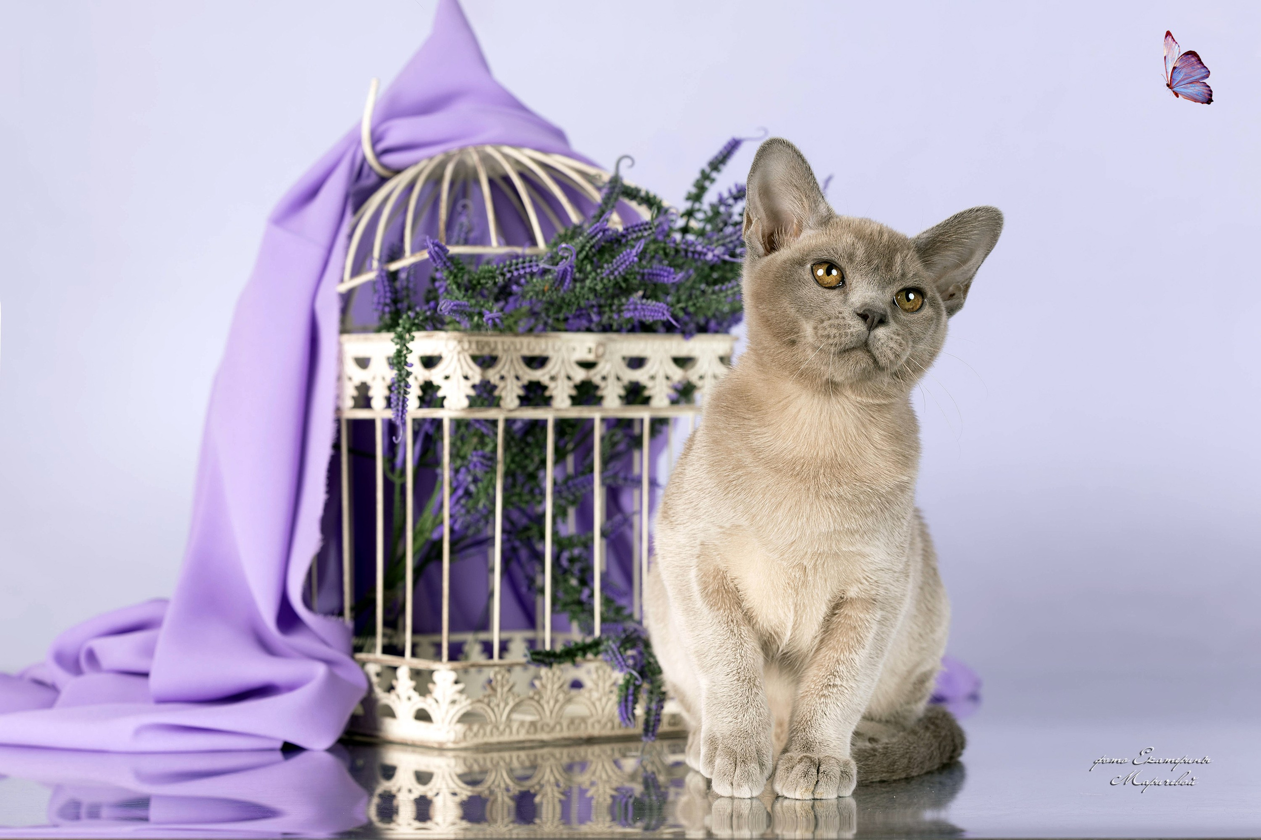 Стендовая съёмка на выставках кошек. Фотограф-анималист в Омске Екатерина Маричева