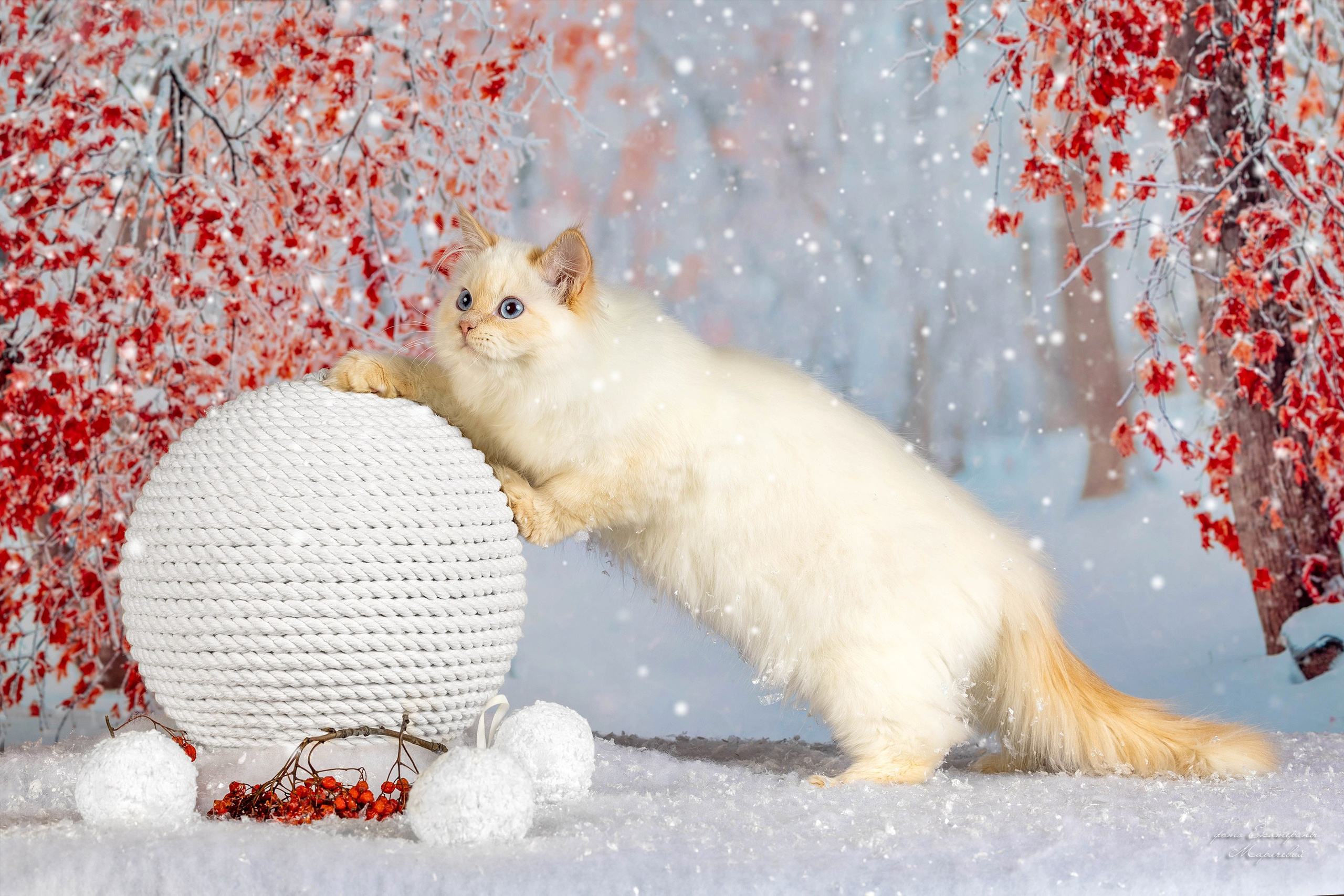 Тематические фоны с рисунком. Фотограф-анималист в Омске Екатерина Маричева