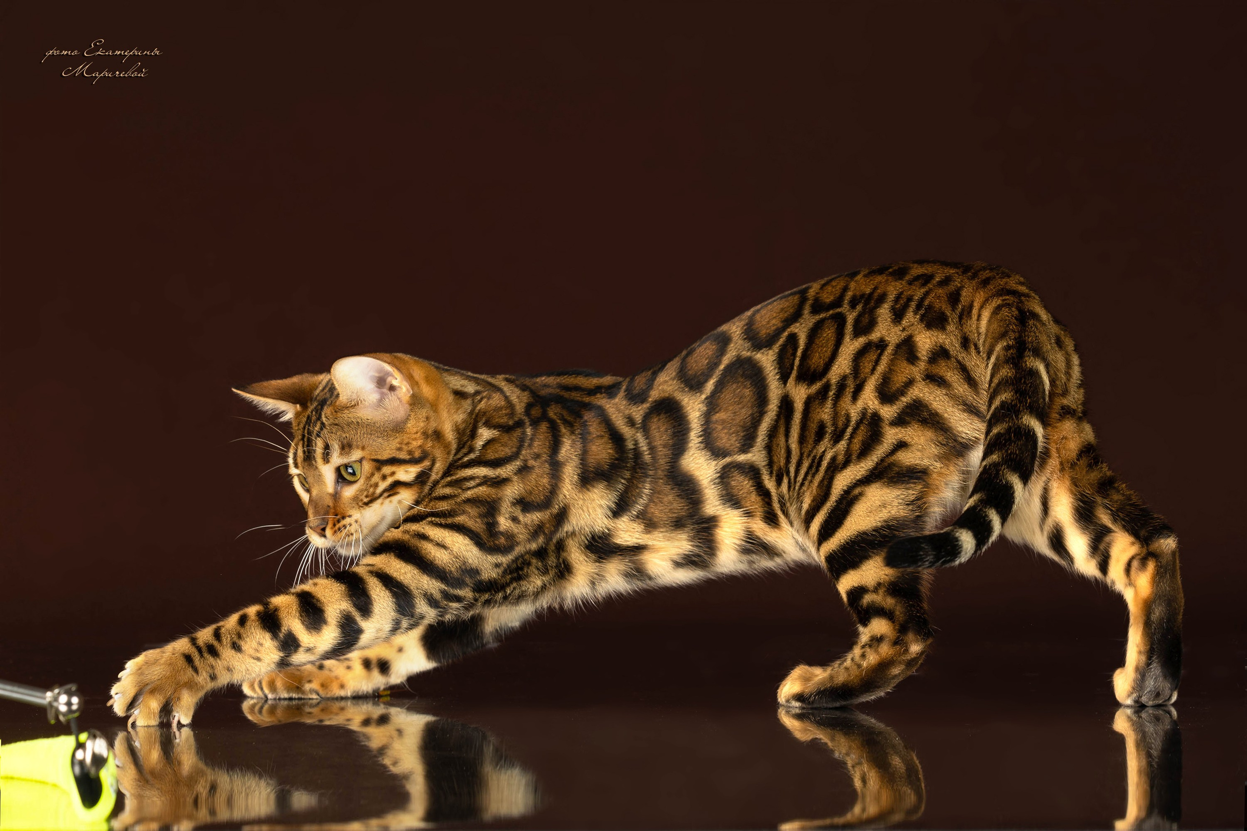 Стендовая съёмка на выставках кошек. Фотограф-анималист в Омске Екатерина Маричева