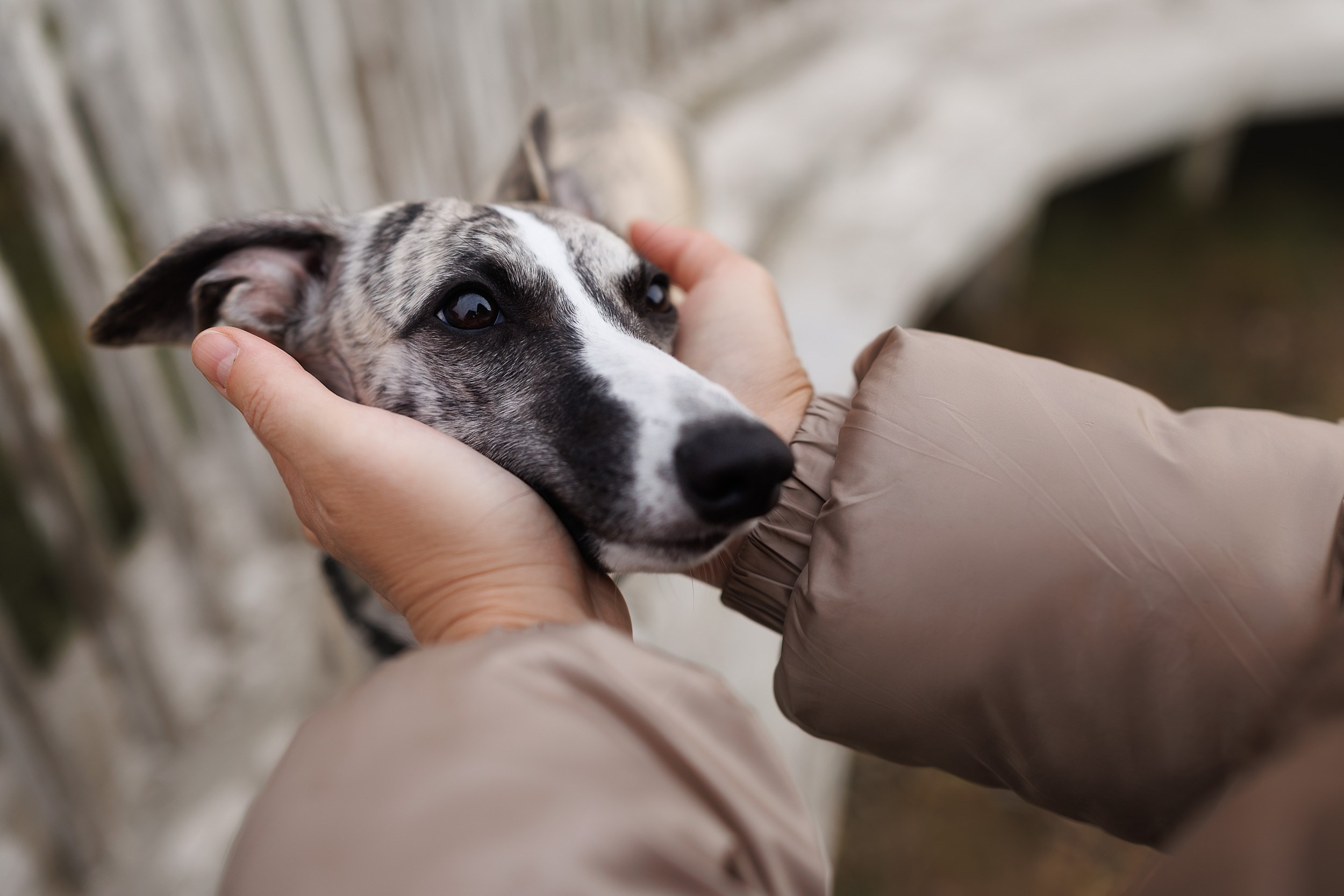 Город Набережных. Фотограф-анималист в Москве и Московской области Татьяна Фролова