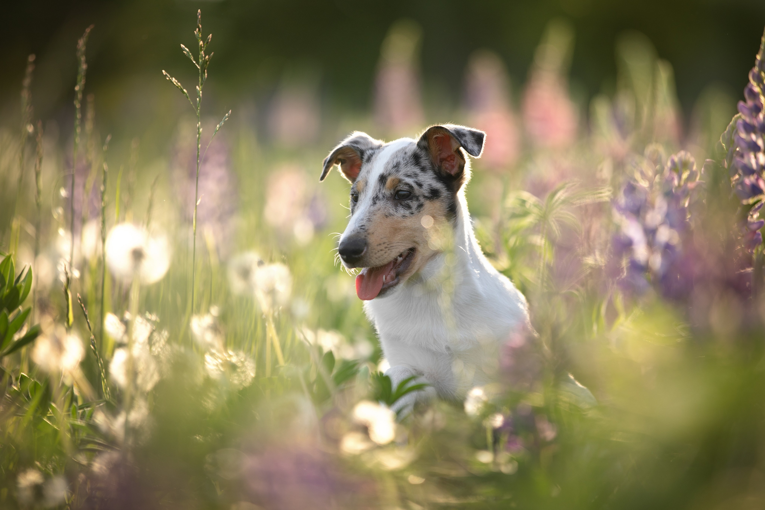 Щенок короткошерстной колли в 3 месяца на прогулке в поле. Фотограф-анималист в Москве и Московской области Татьяна Фролова