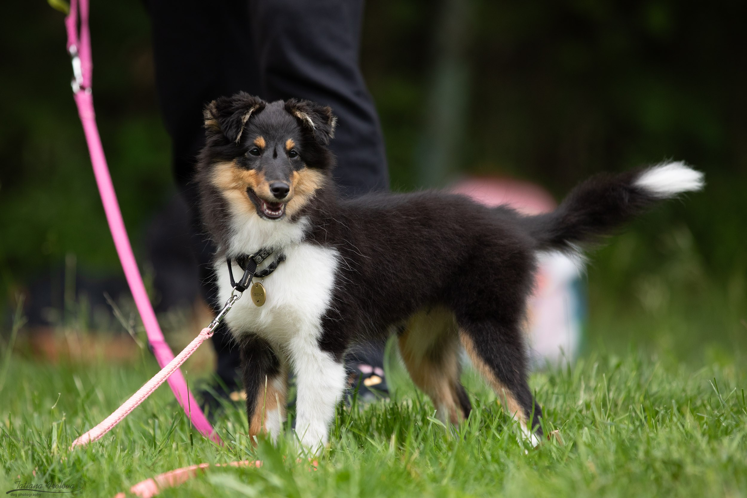 Репортаж с выводки молодняка колли/шелти в Ясенево. Фотограф-анималист в Москве и Московской области Татьяна Фролова