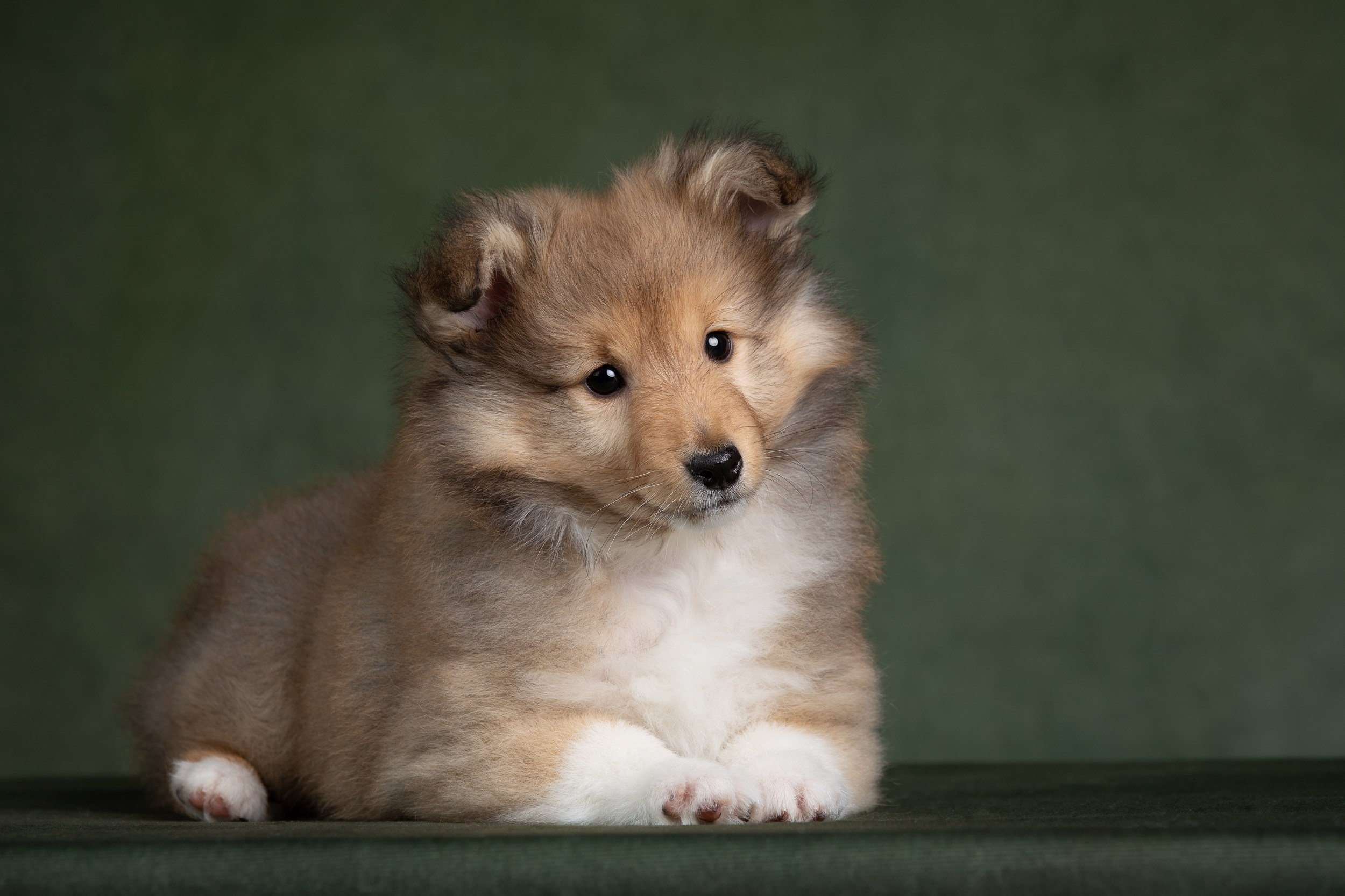 Помет щенков в 2 месяца. Фотограф-анималист в Москве и Московской области Татьяна Фролова