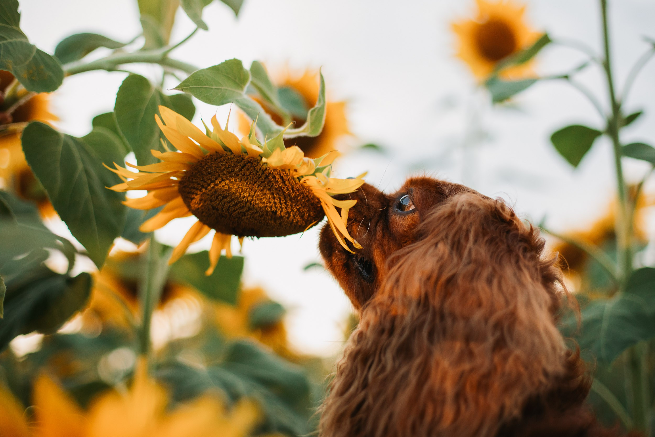 Фотосъёмка в поле подсолнухов на закате. Фотограф-анималист в Москве и Московской области Татьяна Фролова