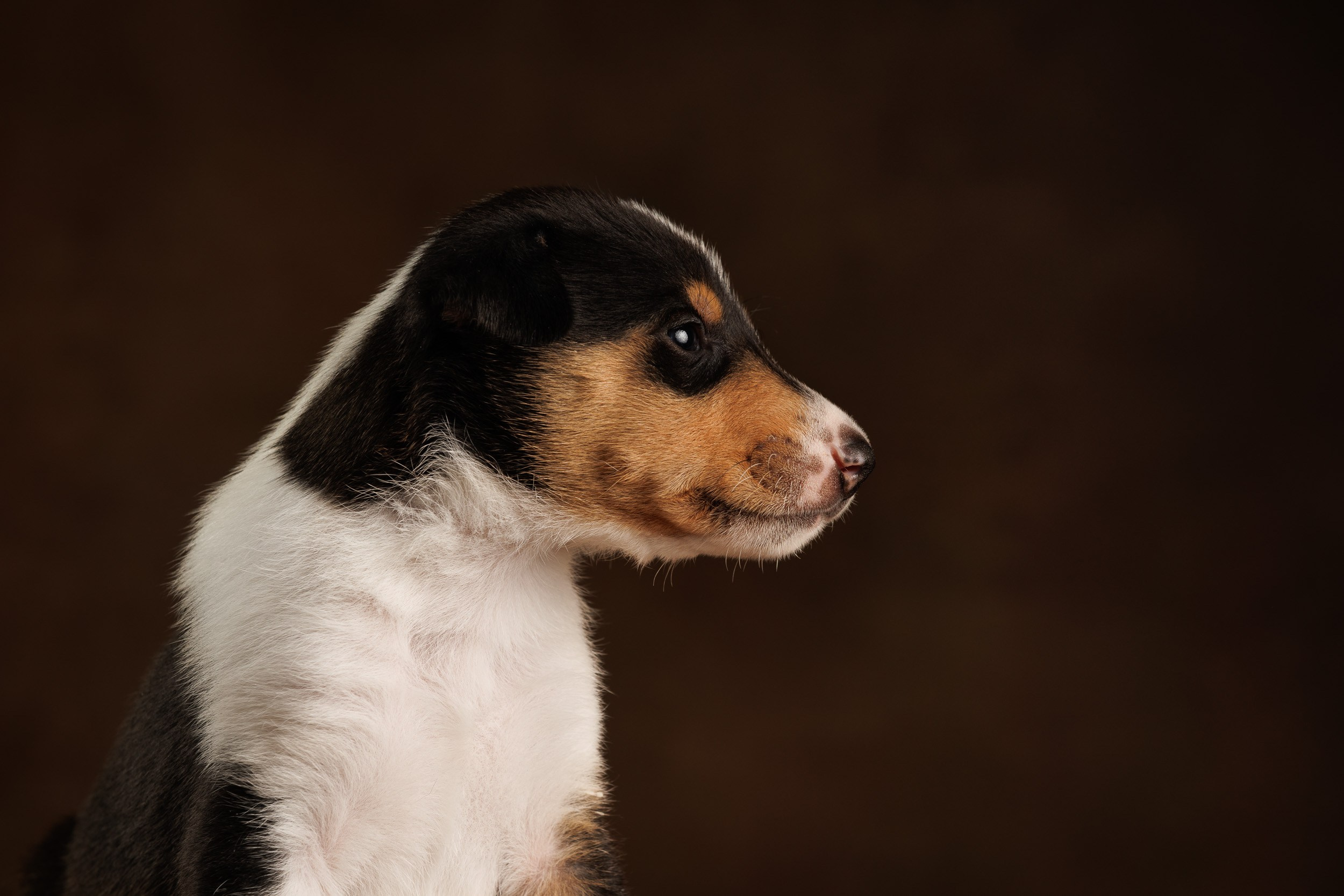Триколор на коричневом. Фотограф-анималист в Москве и Московской области Татьяна Фролова