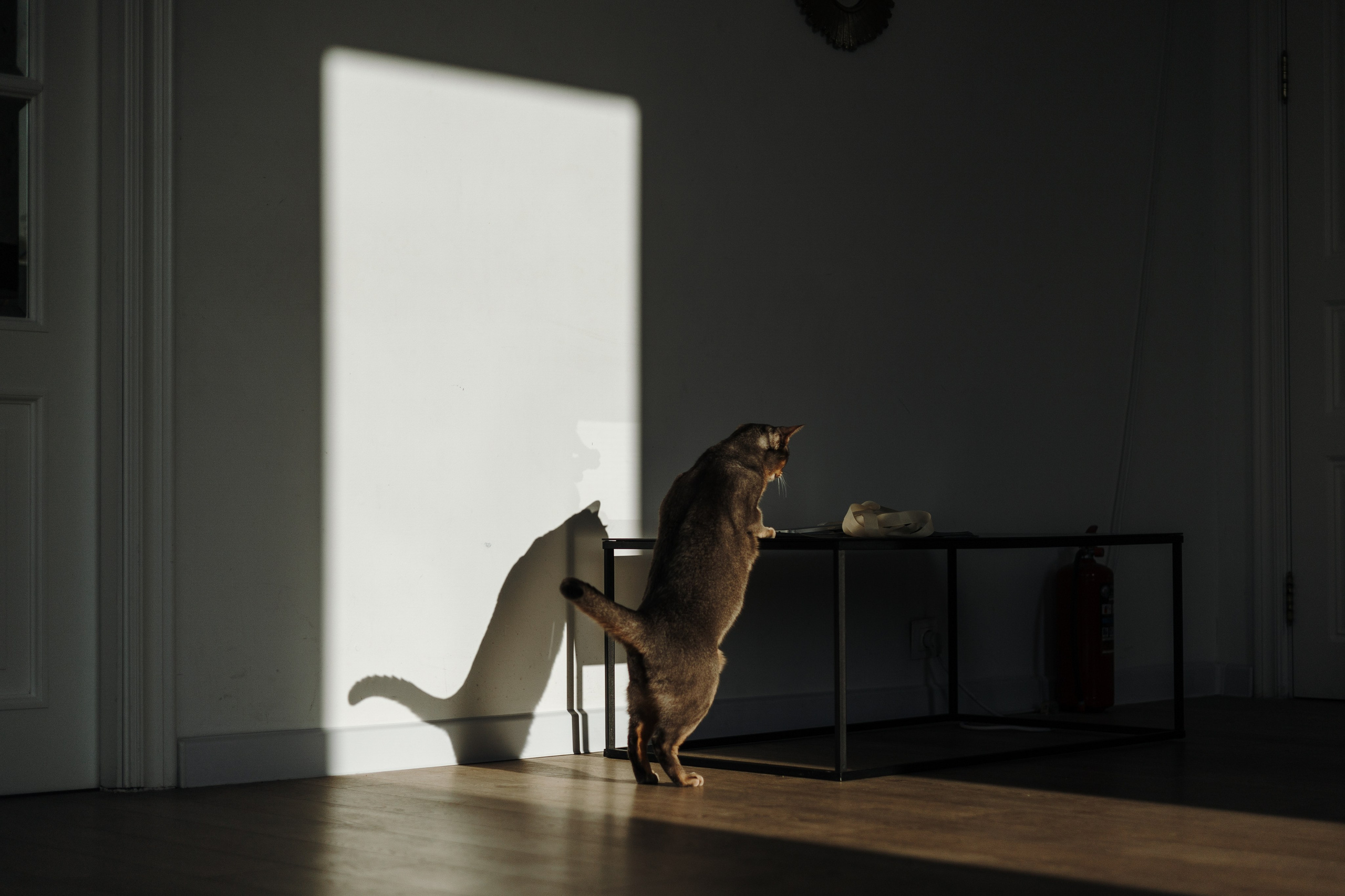 Циско и его семья. Фотограф — Анималист | Санкт-Петербург