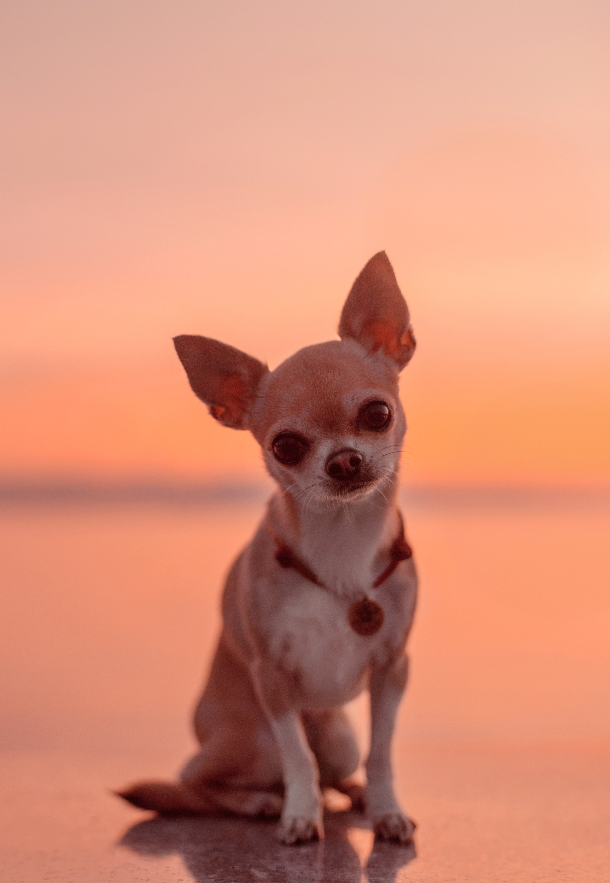 Прогулка: чихуахуа Хенни и Алина во Владивостоке. Портфолио