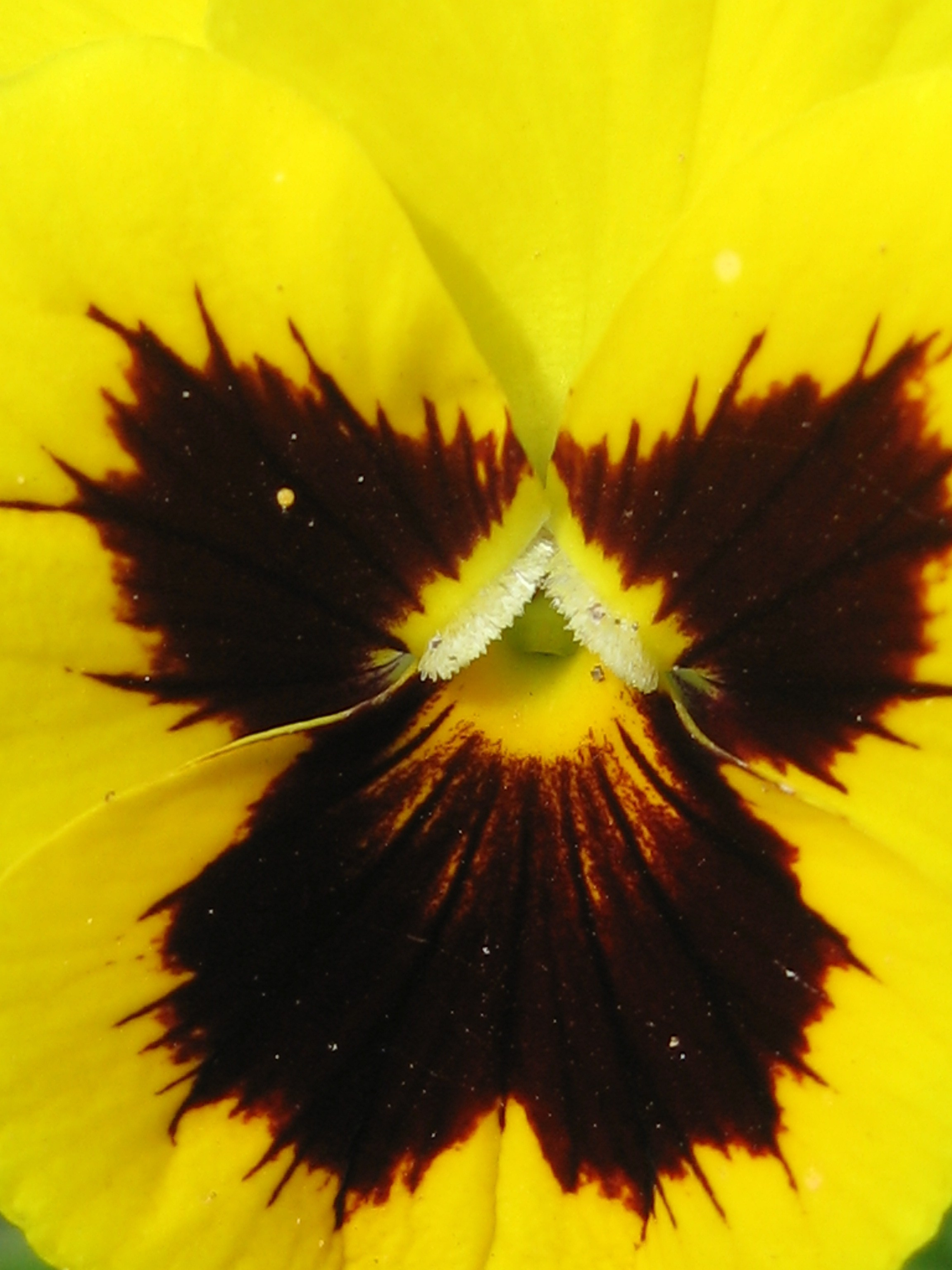 Виттрока, или анютины глазки, цветок с яркими желтыми лепестками и темными краями, макро фото.