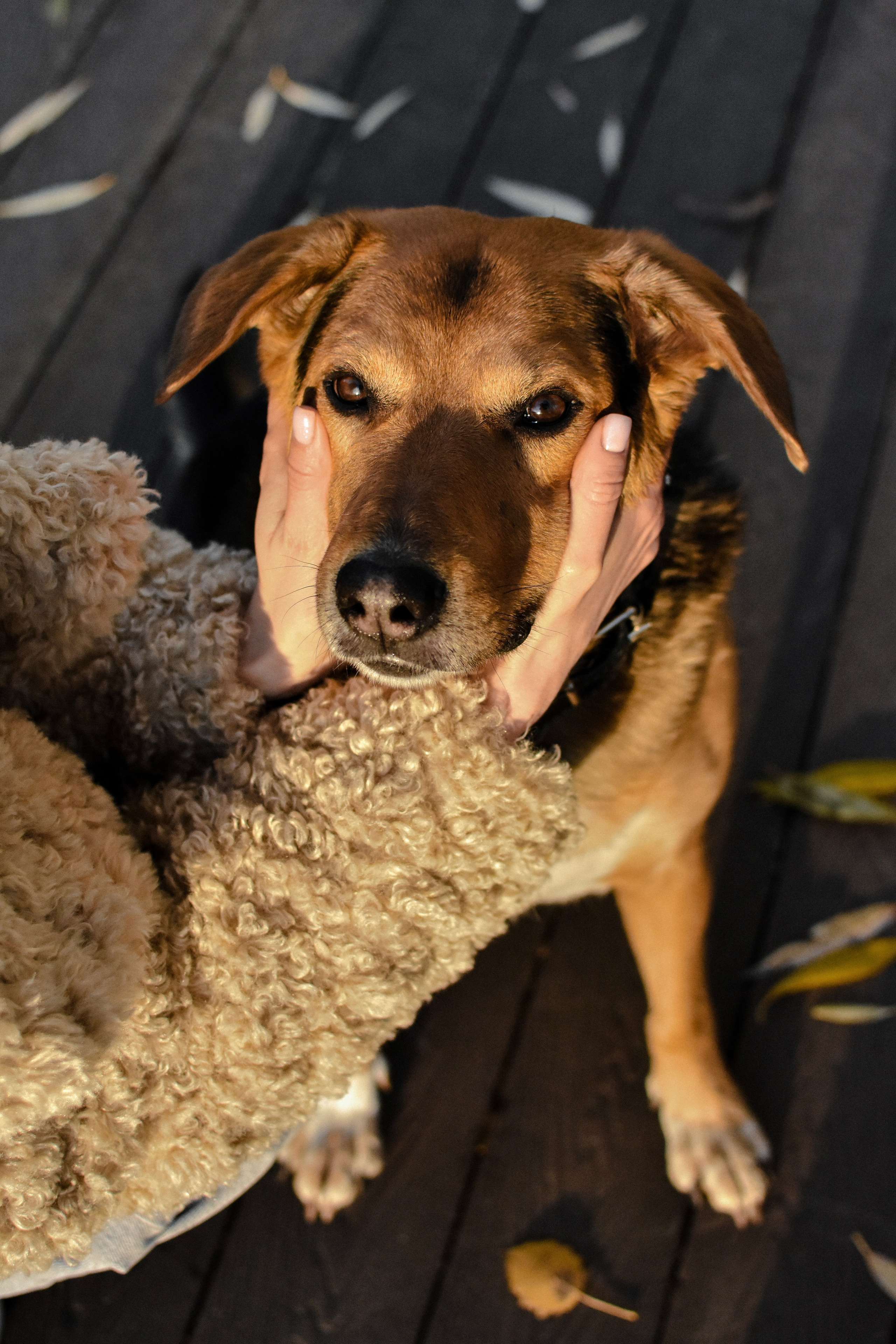 Ричард и Алёна. Фотограф-анималист Ксения Шевцова|Москва