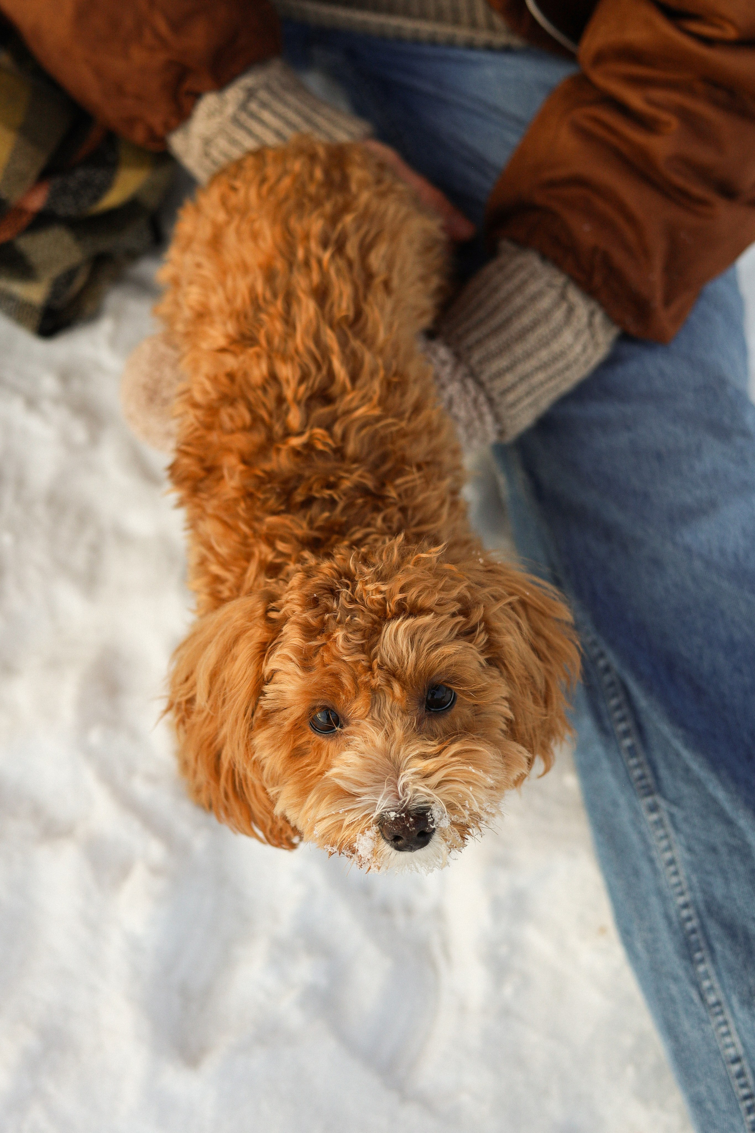 Вики и Ева. Фотограф-анималист Ксения Шевцова|Москва