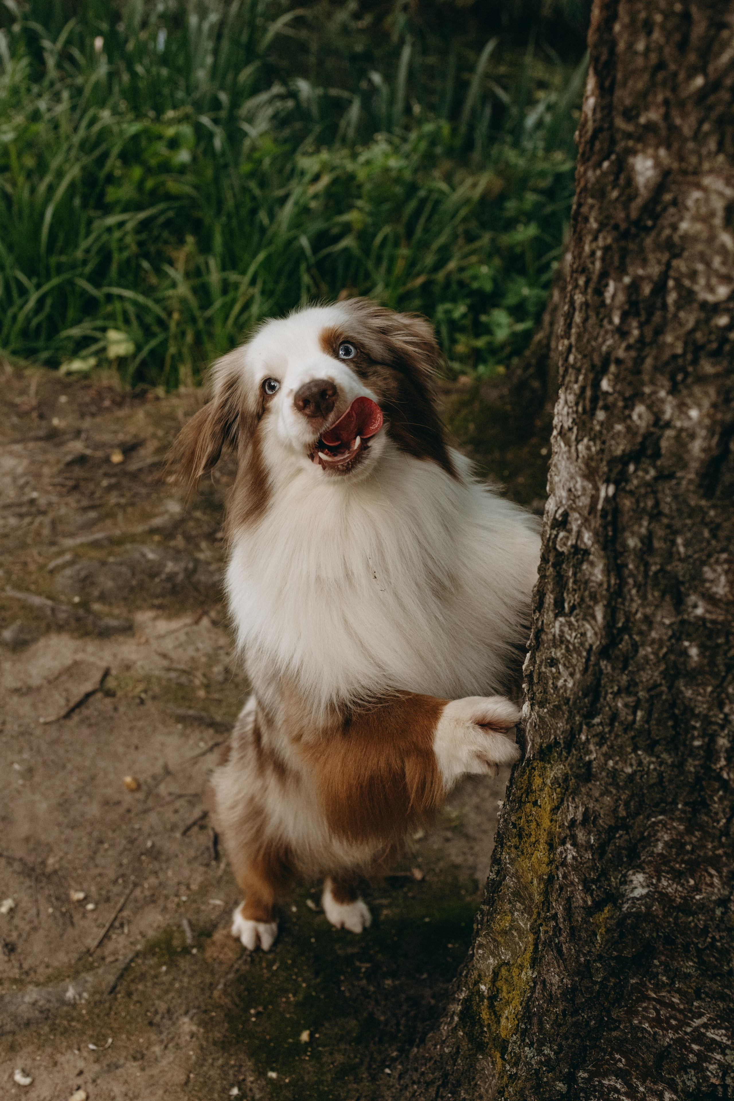 Маша и Эклер. Фотограф — Анималист | Санкт-Петербург