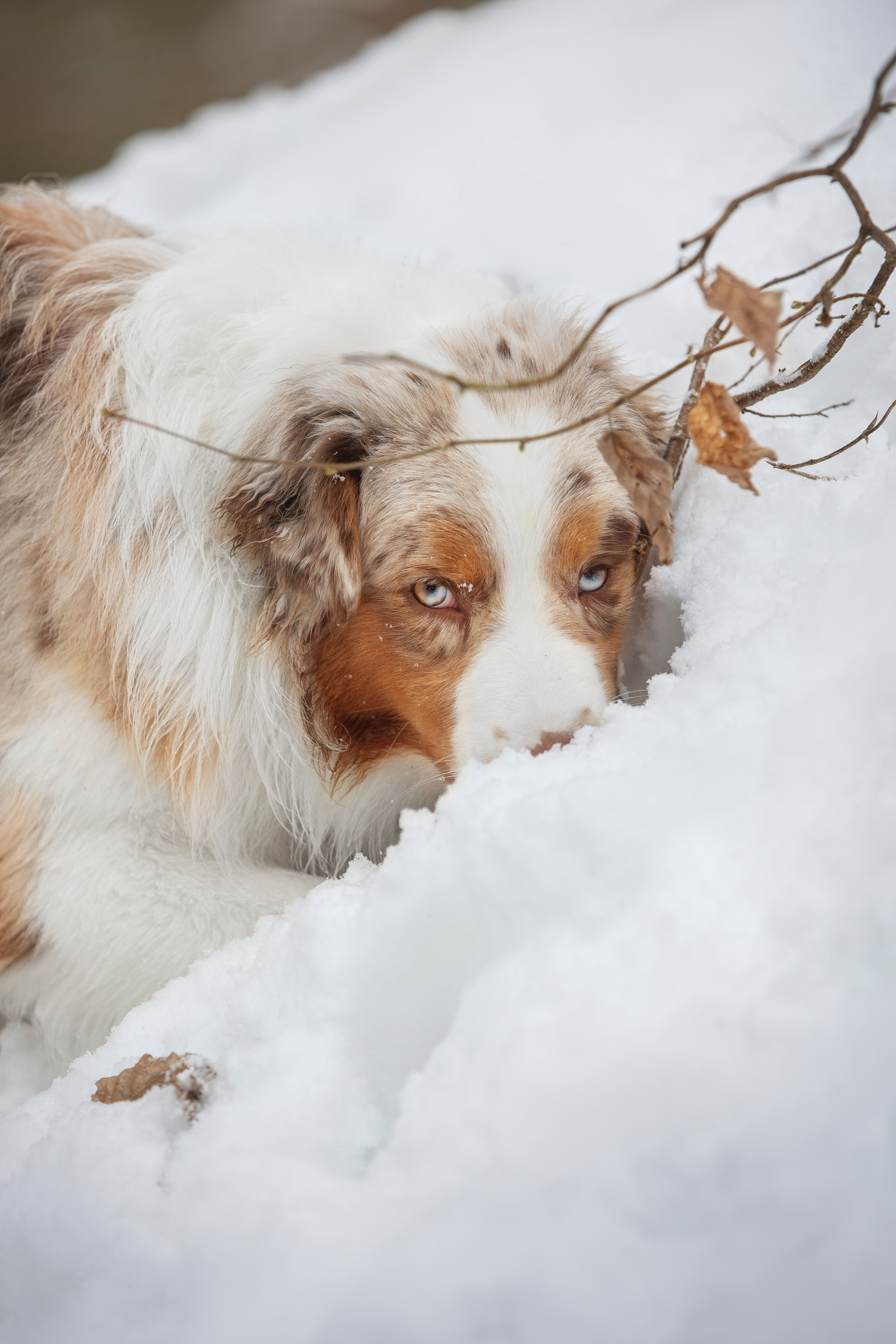Дария, Макс, Сезам и Чили. Фотограф анималист в Москве Майорова Евгения