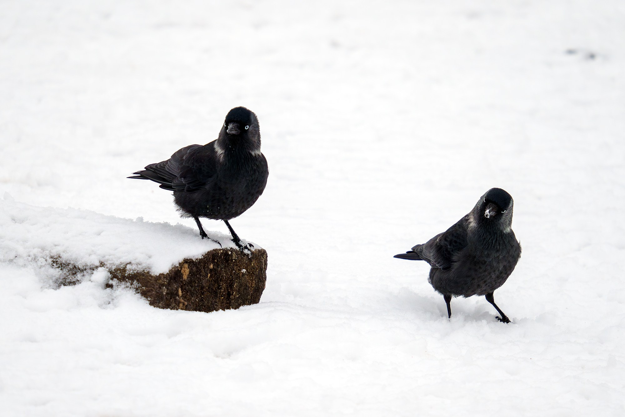 Удивительные мир птиц. Вокруг нас столько прекрасного — присмотритесь!. Ваш личный фотограф Марина Волкова
