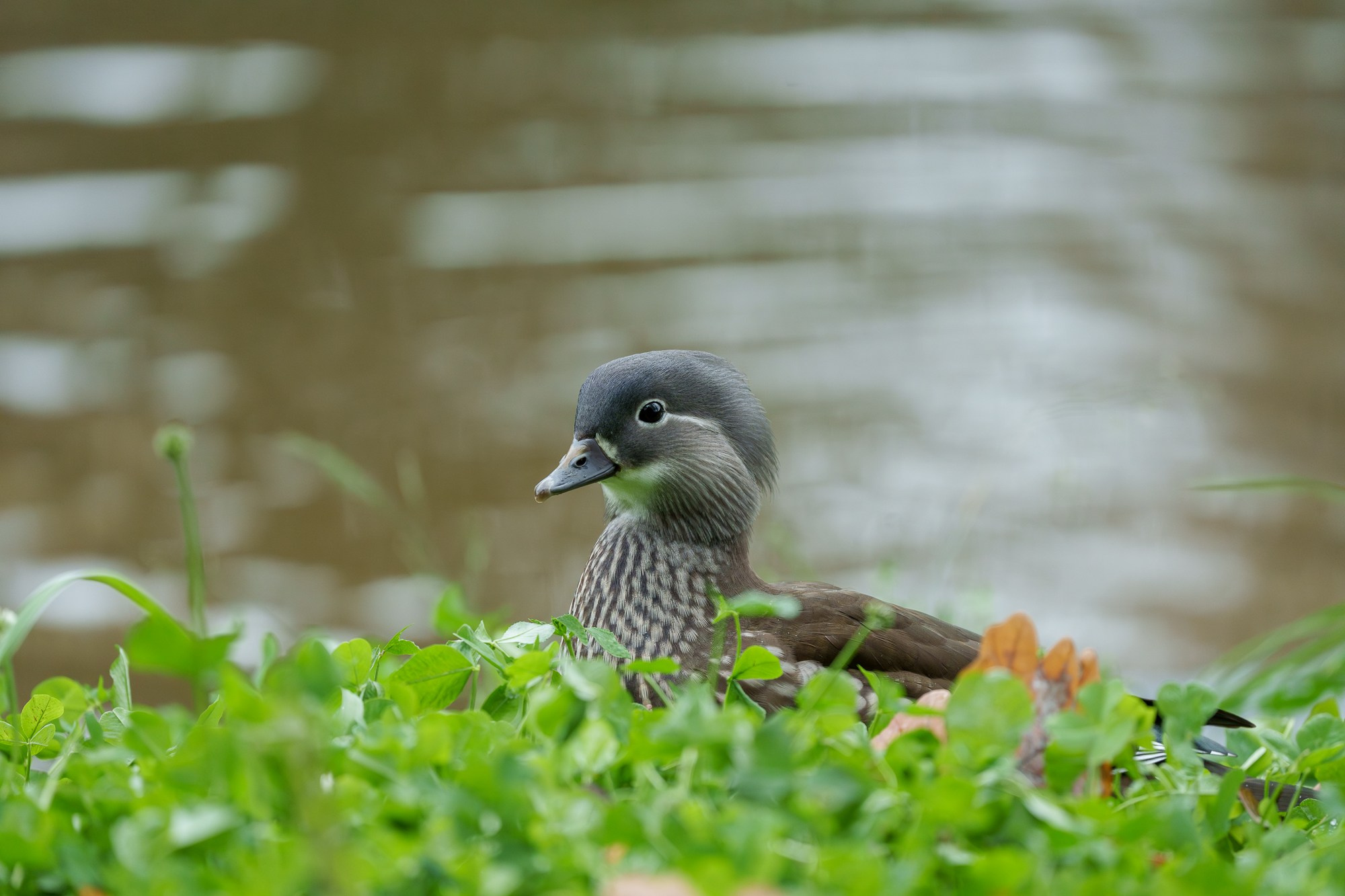 Удивительные мир птиц. Вокруг нас столько прекрасного — присмотритесь!. Ваш личный фотограф Марина Волкова