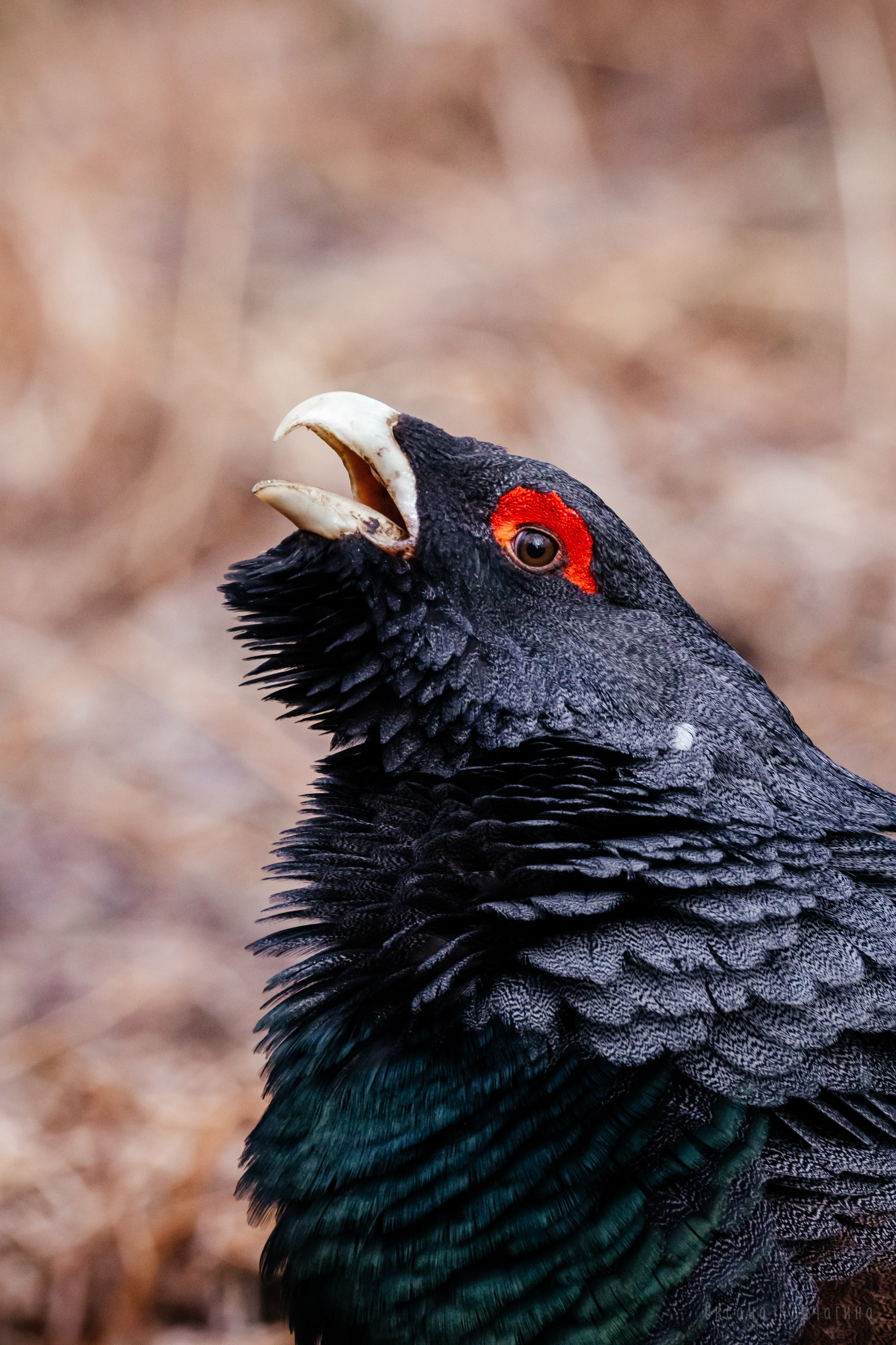 Глухарь. Фотограф в Красноярске Оксана Корчагина