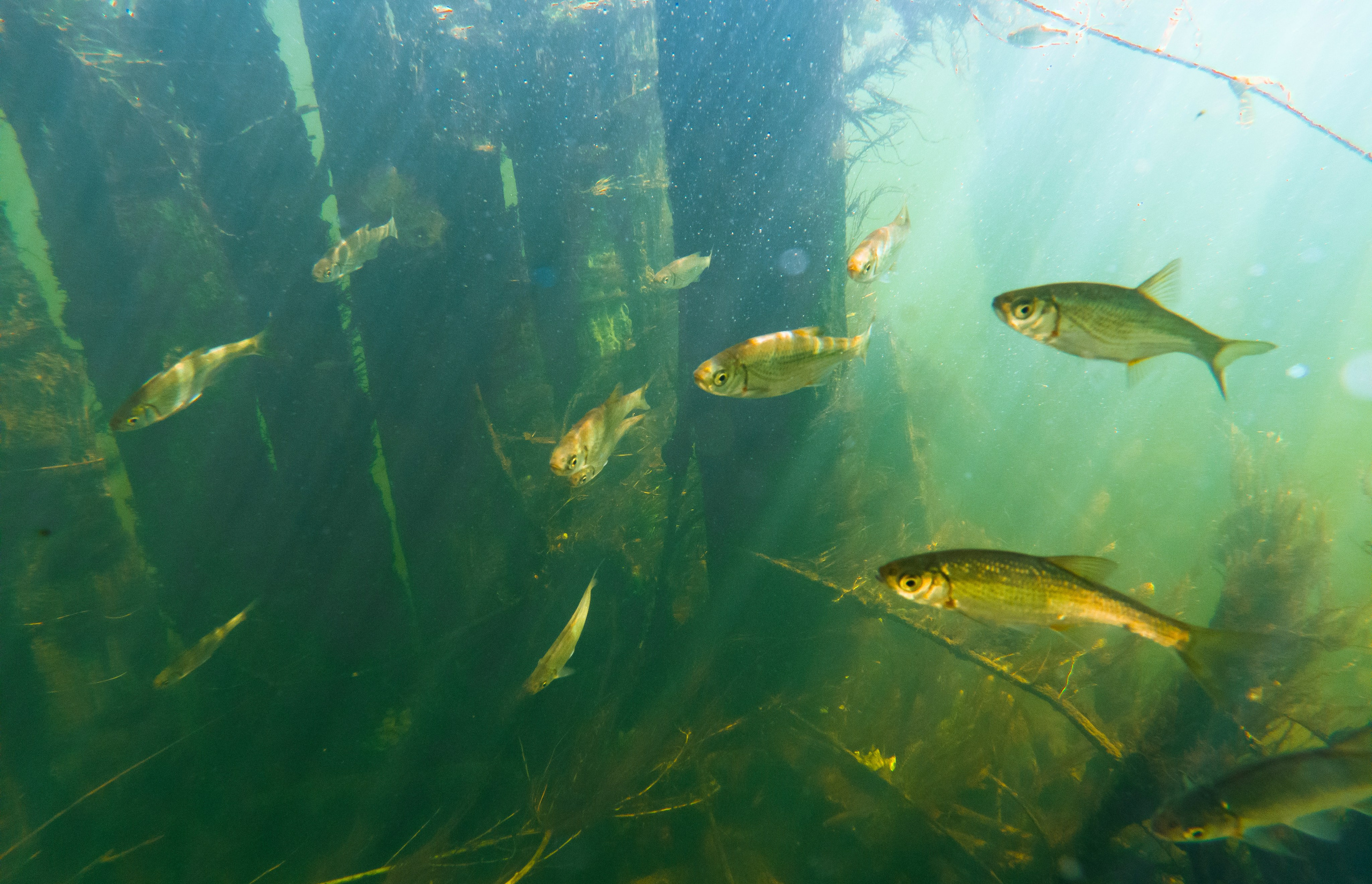 ПОД ВОДОЙ. Фотограф Татьяна Андриянова