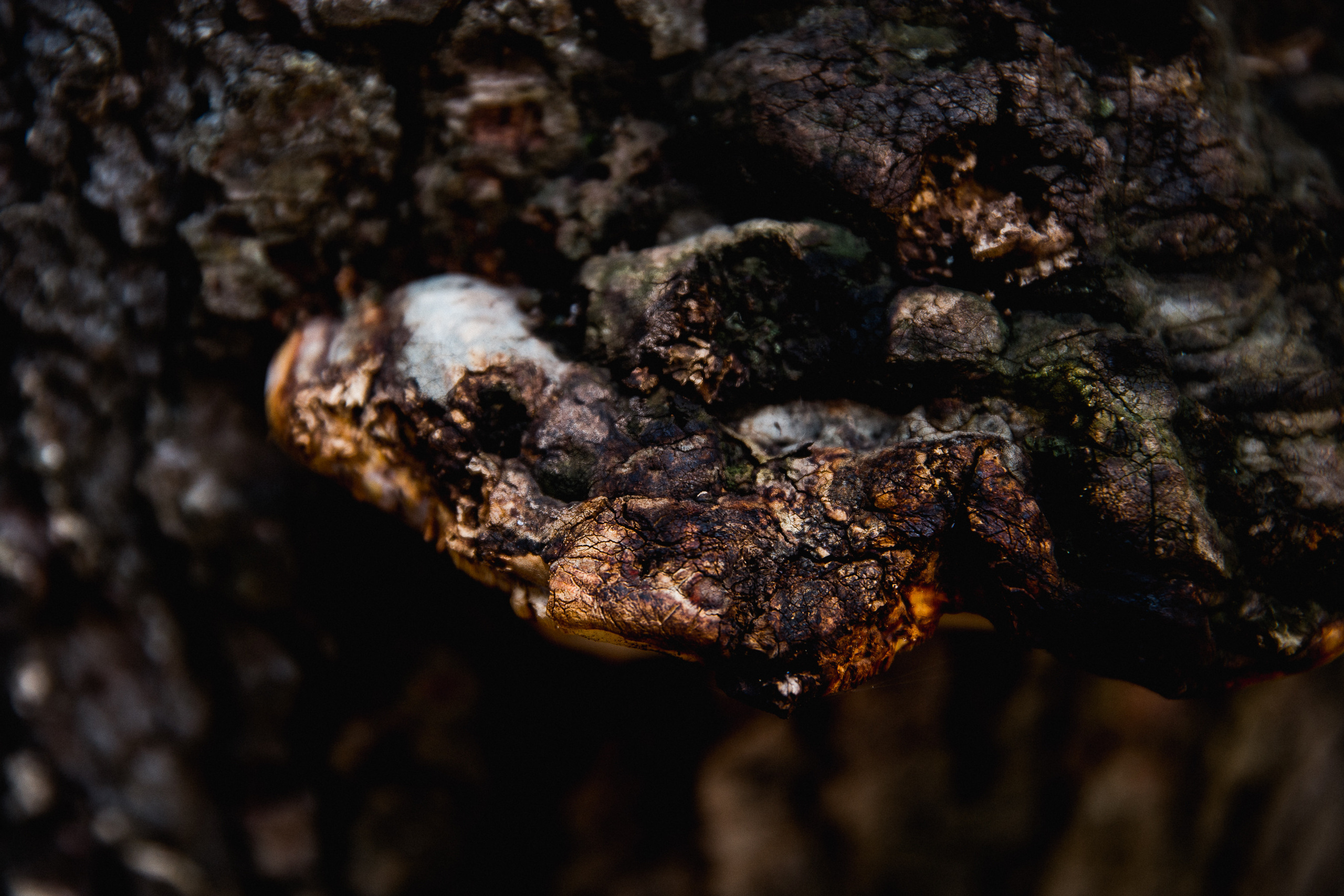 Кавказ лето 2021. Фотограф в Ростове-на-Дону