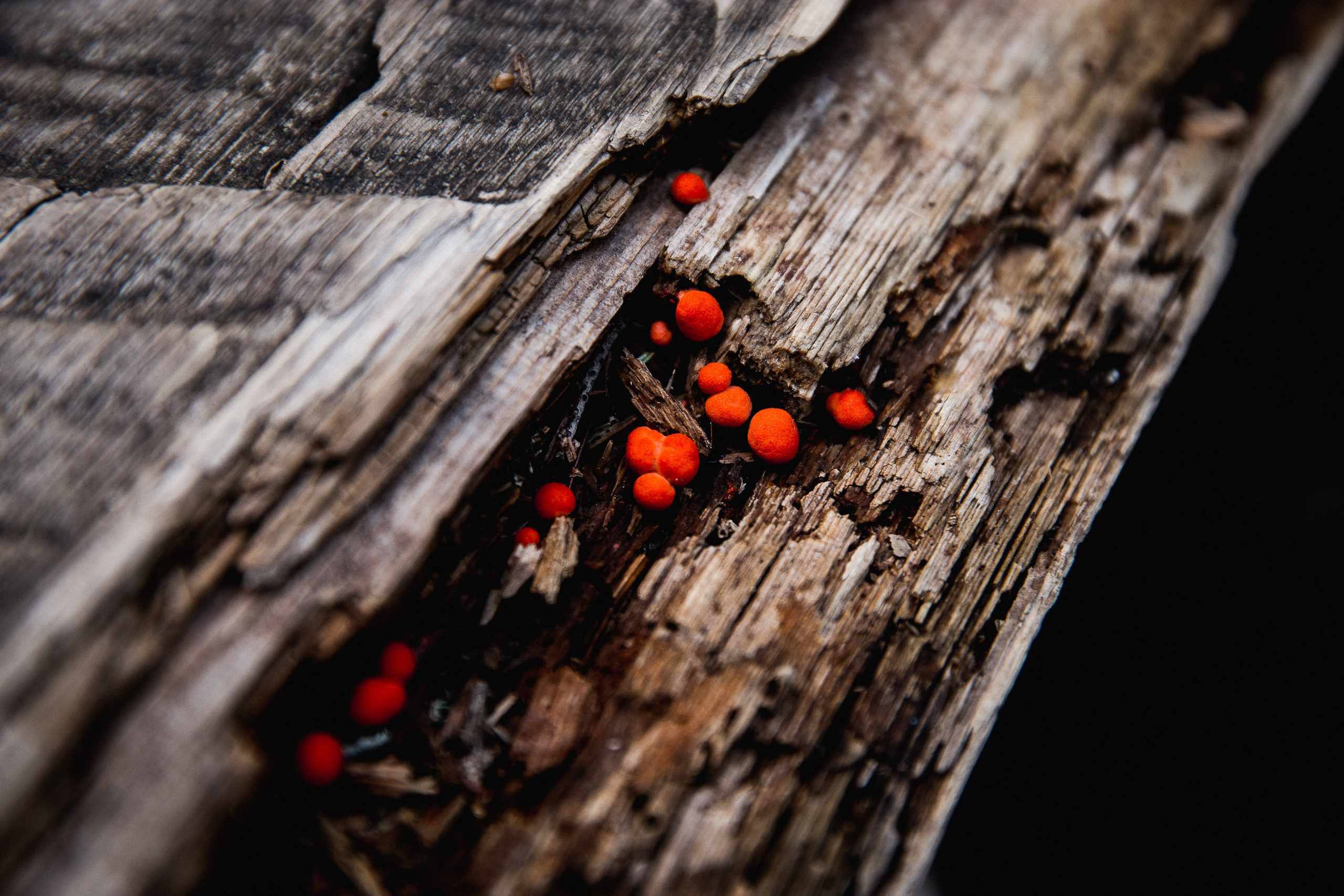 Кавказ лето 2021. Фотограф в Ростове-на-Дону