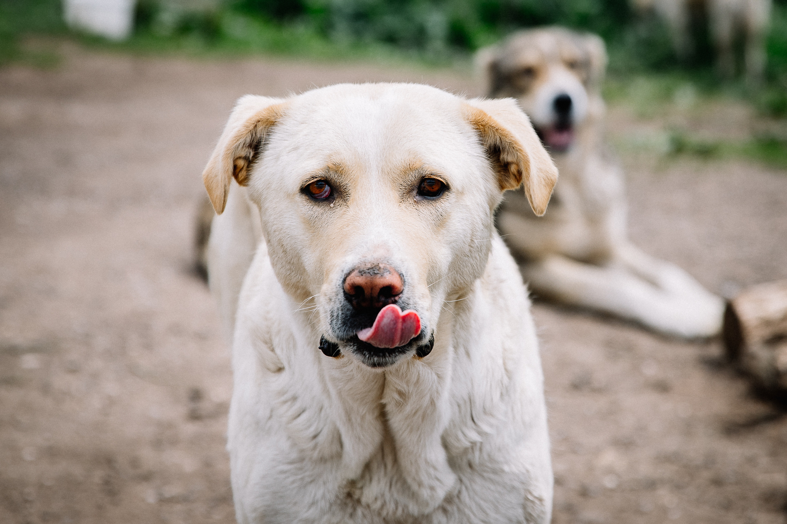Кавказ лето 2021. Фотограф в Ростове-на-Дону