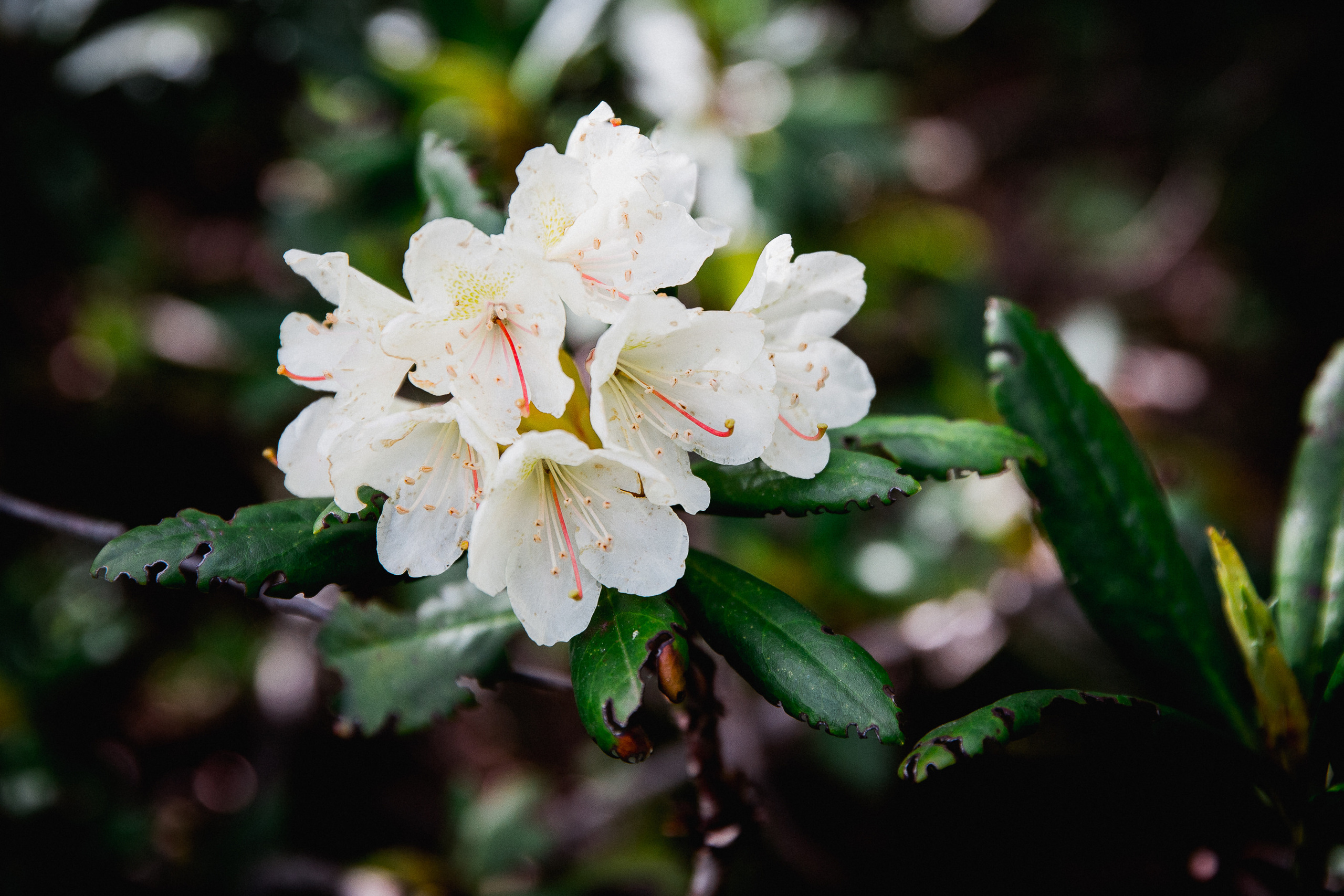 Кавказ лето 2021. Фотограф в Ростове-на-Дону