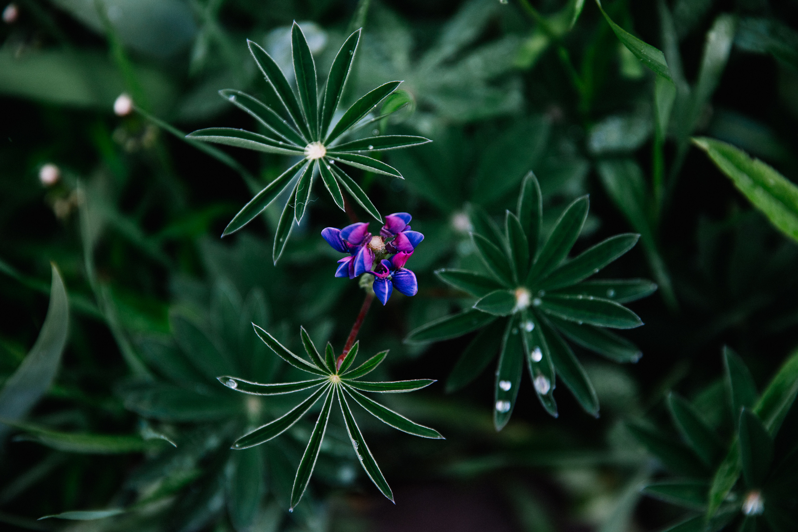 Кавказ лето 2021. Фотограф в Ростове-на-Дону