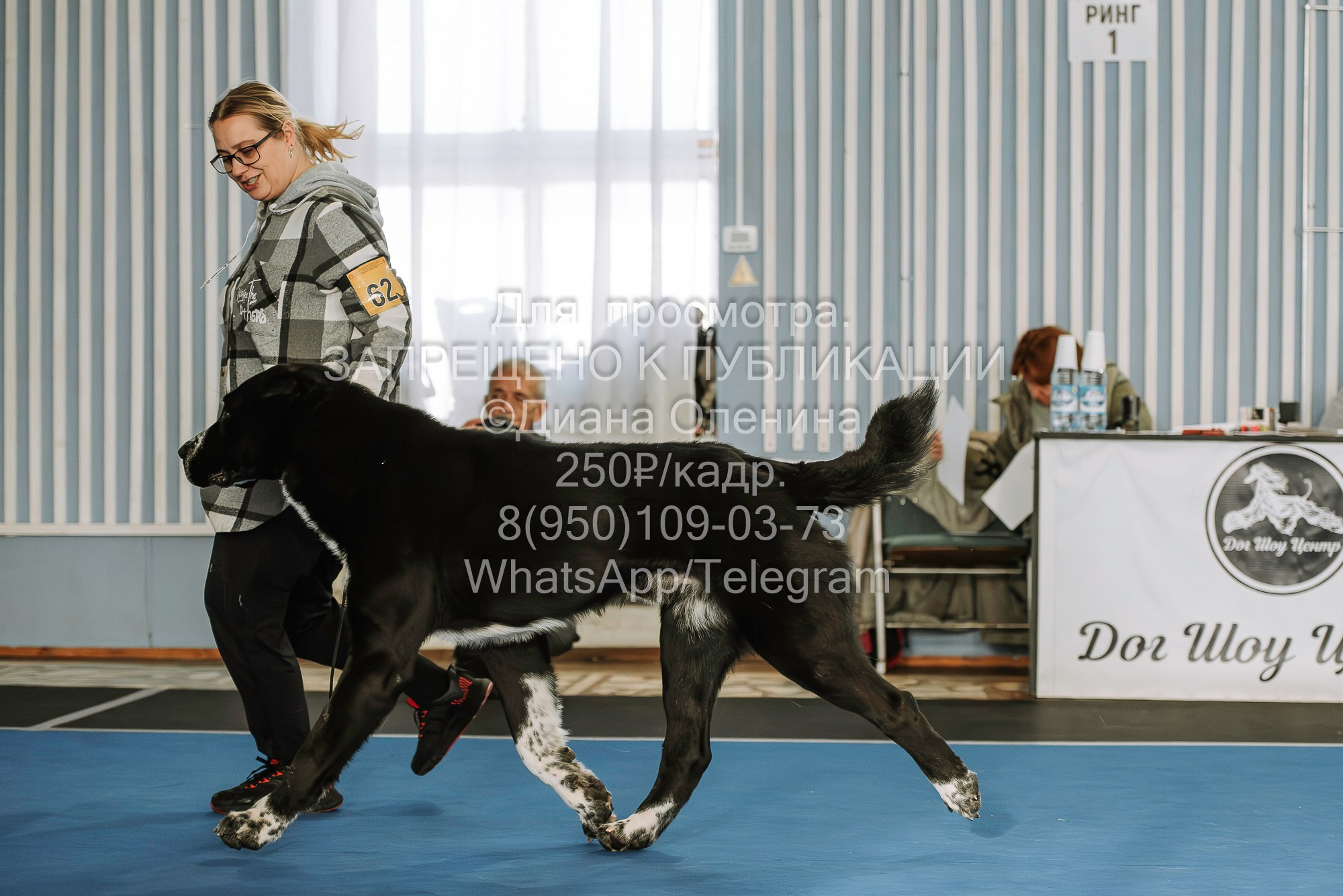 Выставка собак Красноярск 29.10.2023. Фотограф Диана Оленина Красноярск / Братск