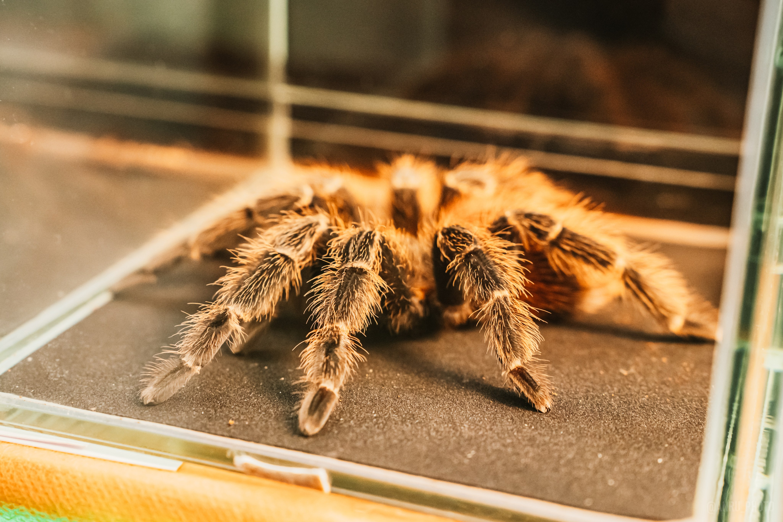 Рептилиум. Репортажный фотограф Анастасия Рубцова