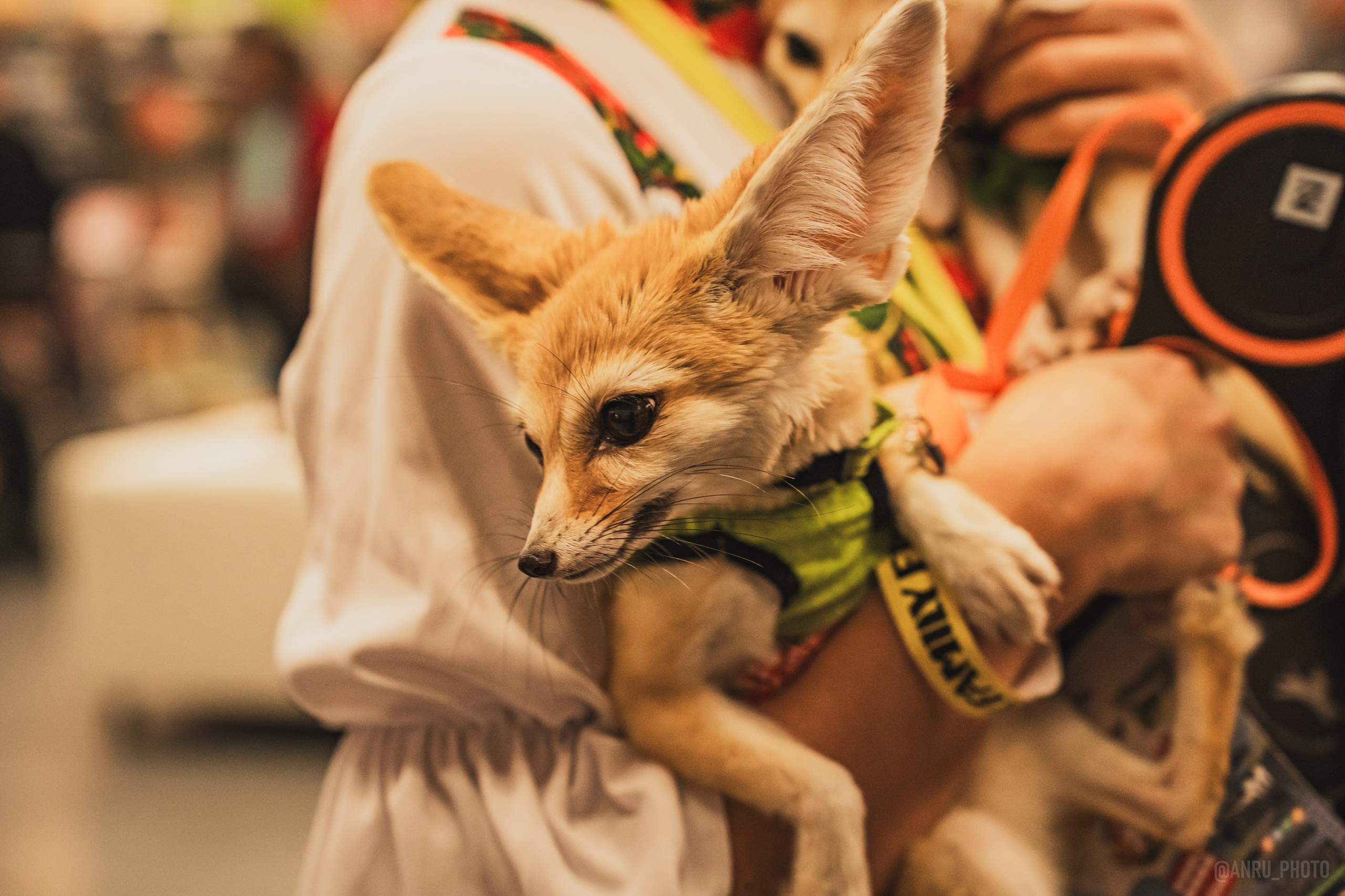 Fox Family fest. Репортажный фотограф Анастасия Рубцова