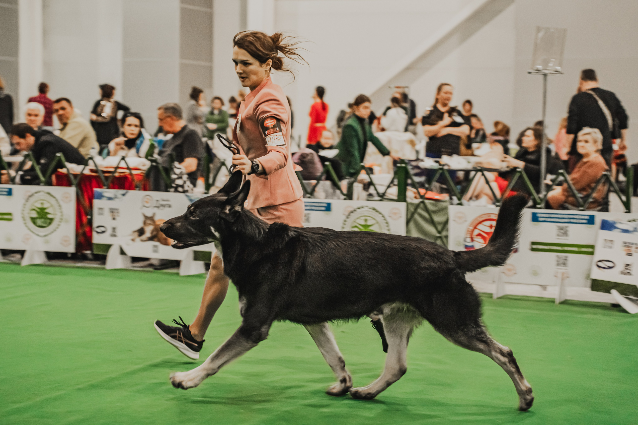 Международная выставка собак всех пород. Репортажный фотограф Анастасия Рубцова