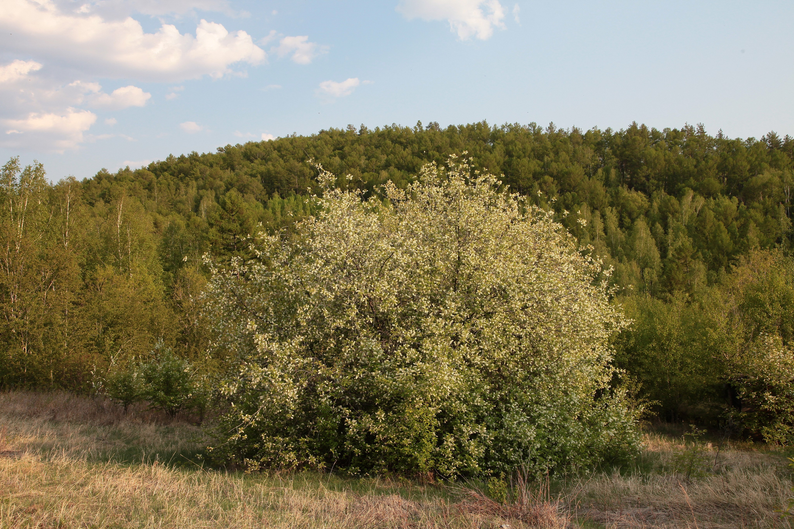 Фото Природы Забайкалья. Студия Максима Белослюдцева