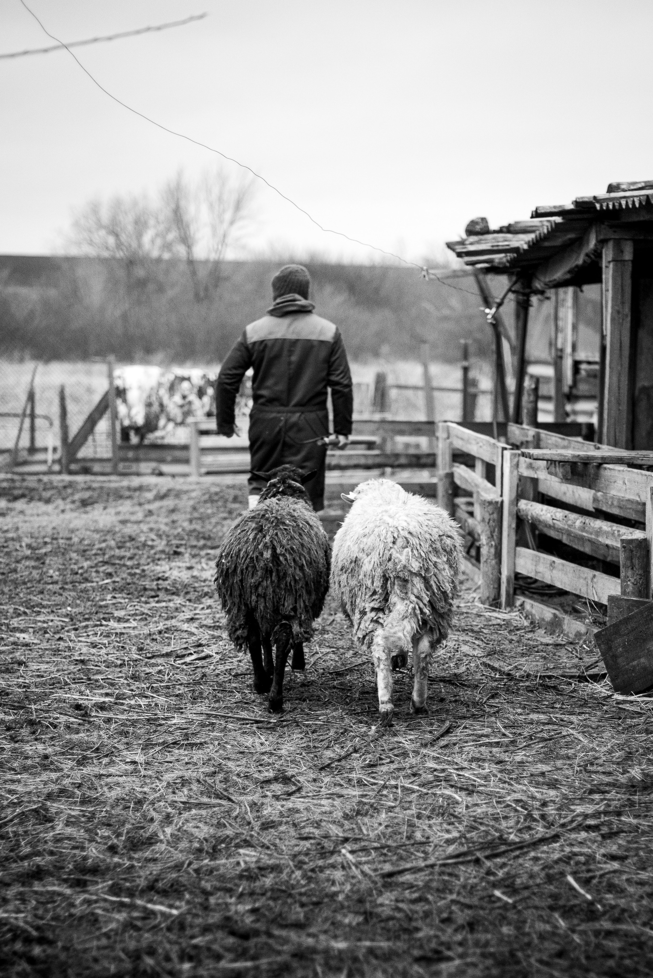 Ферма. Фотограф Антон Денисенко: Портрет, Документалистика, Пейзаж. Москва