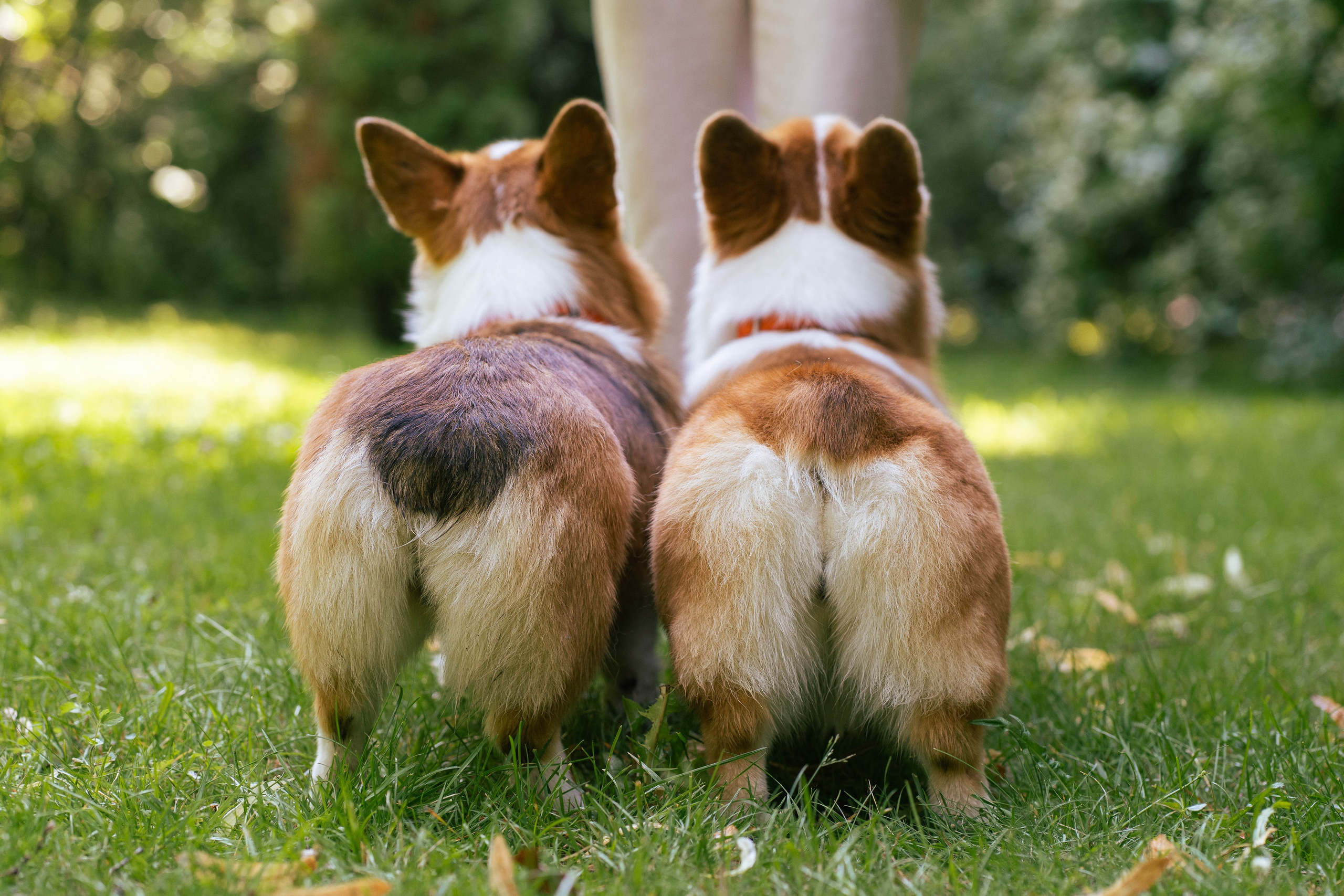Ольга и коржики. Свадебный фотограф в Москве Анна Полушина