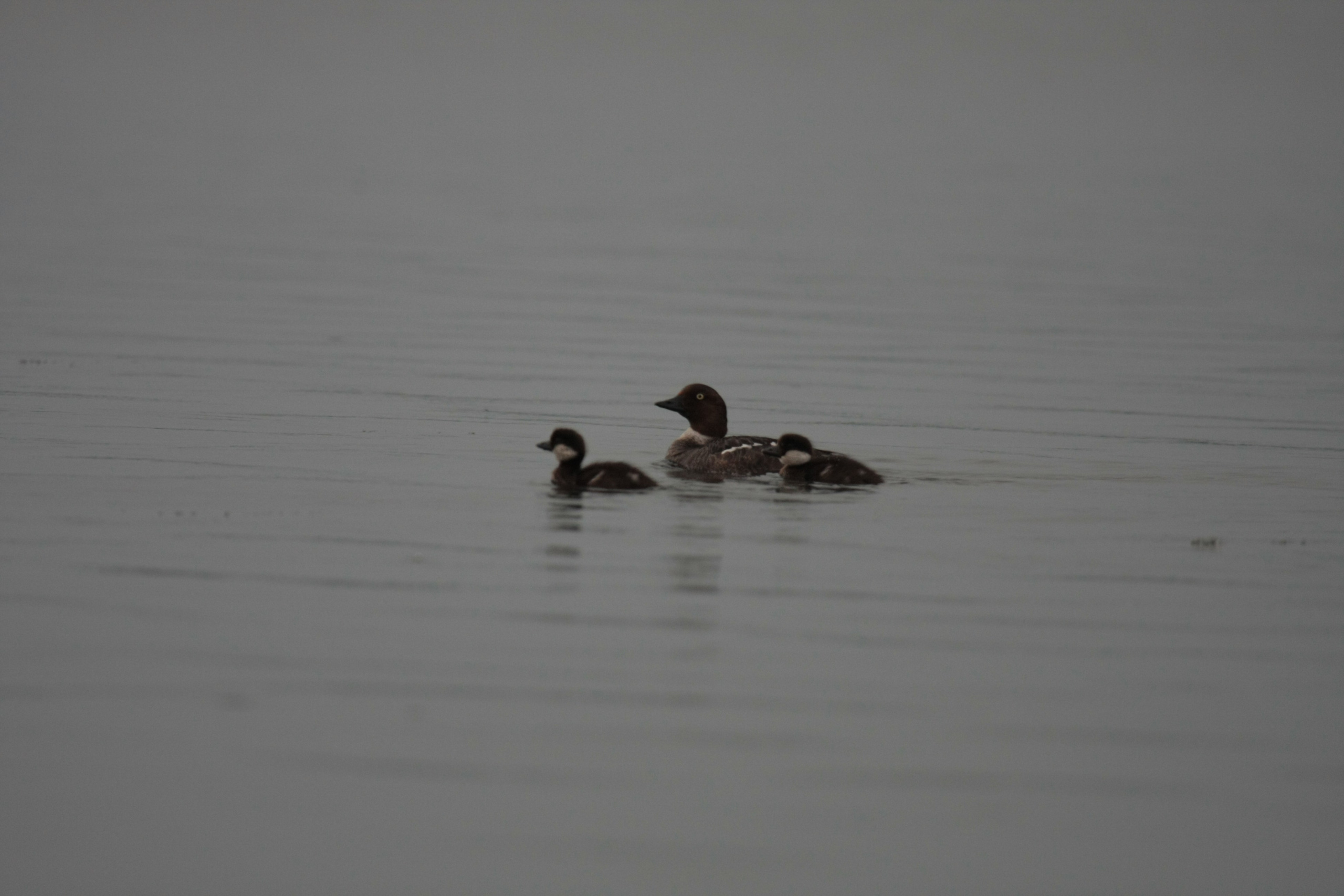 Фото Природы Забайкалья. Студия Максима Белослюдцева