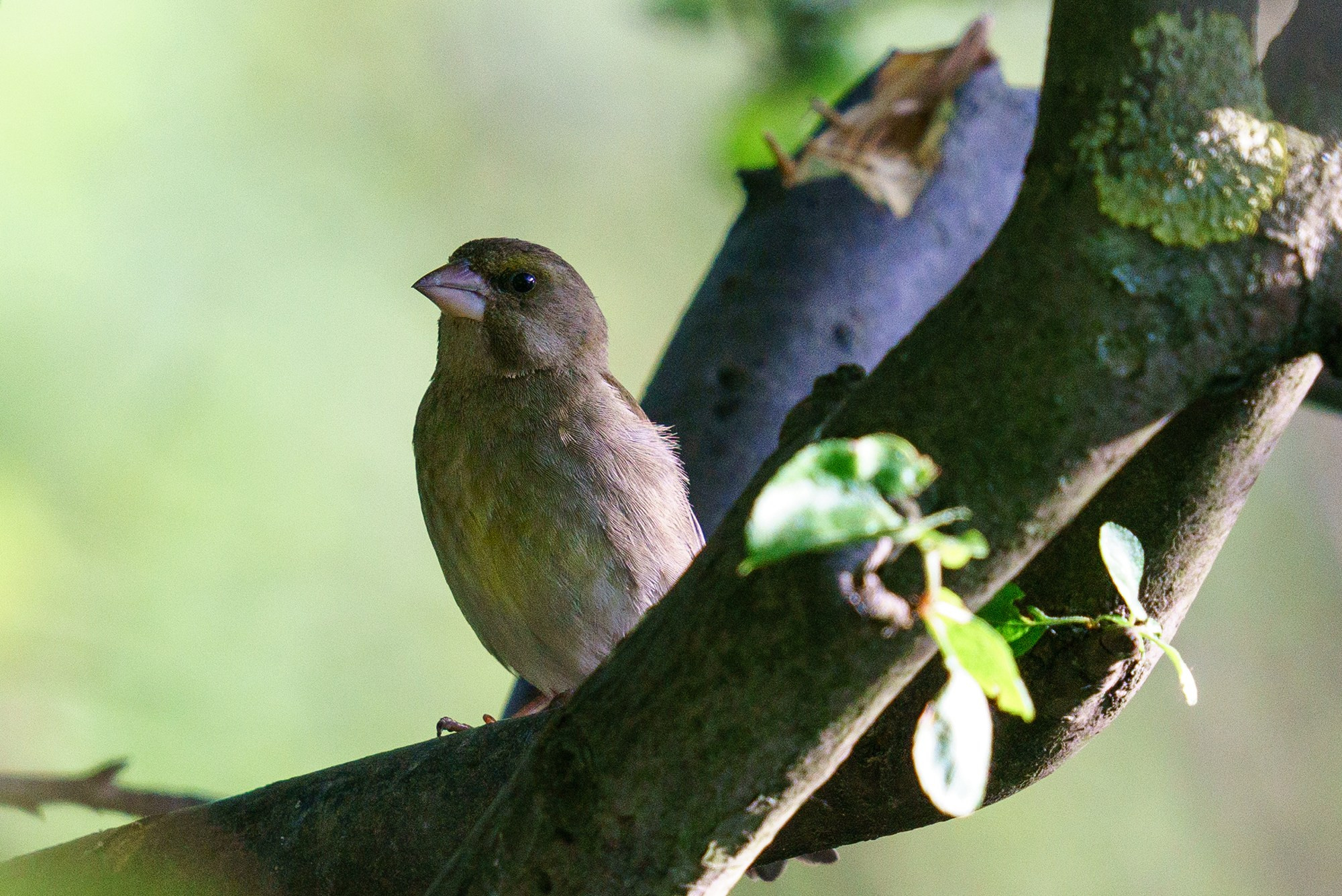 Удивительные мир птиц. Вокруг нас столько прекрасного — присмотритесь!. Ваш личный фотограф Марина Волкова