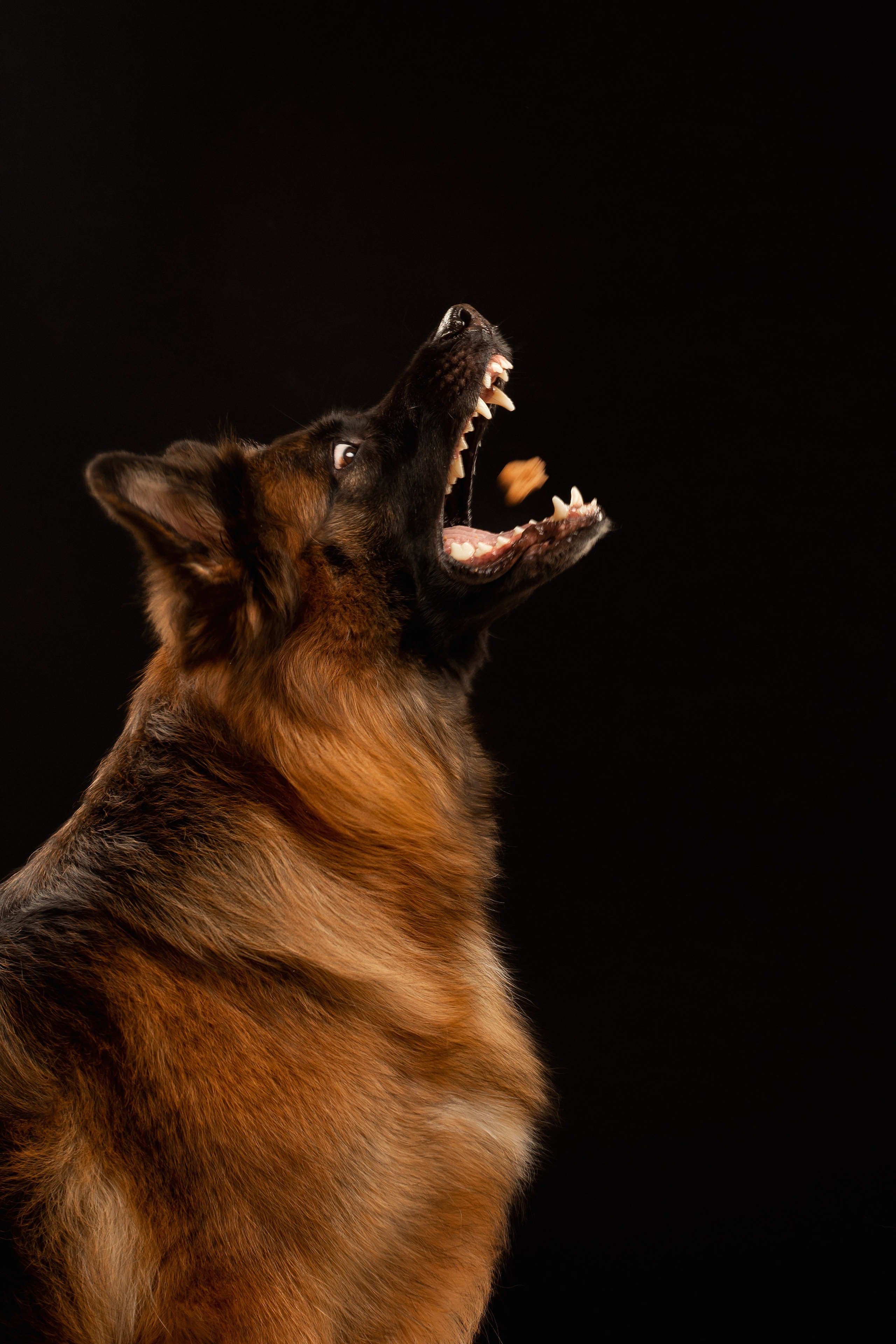 Собаки. Конный фотограф Валынкина Лера