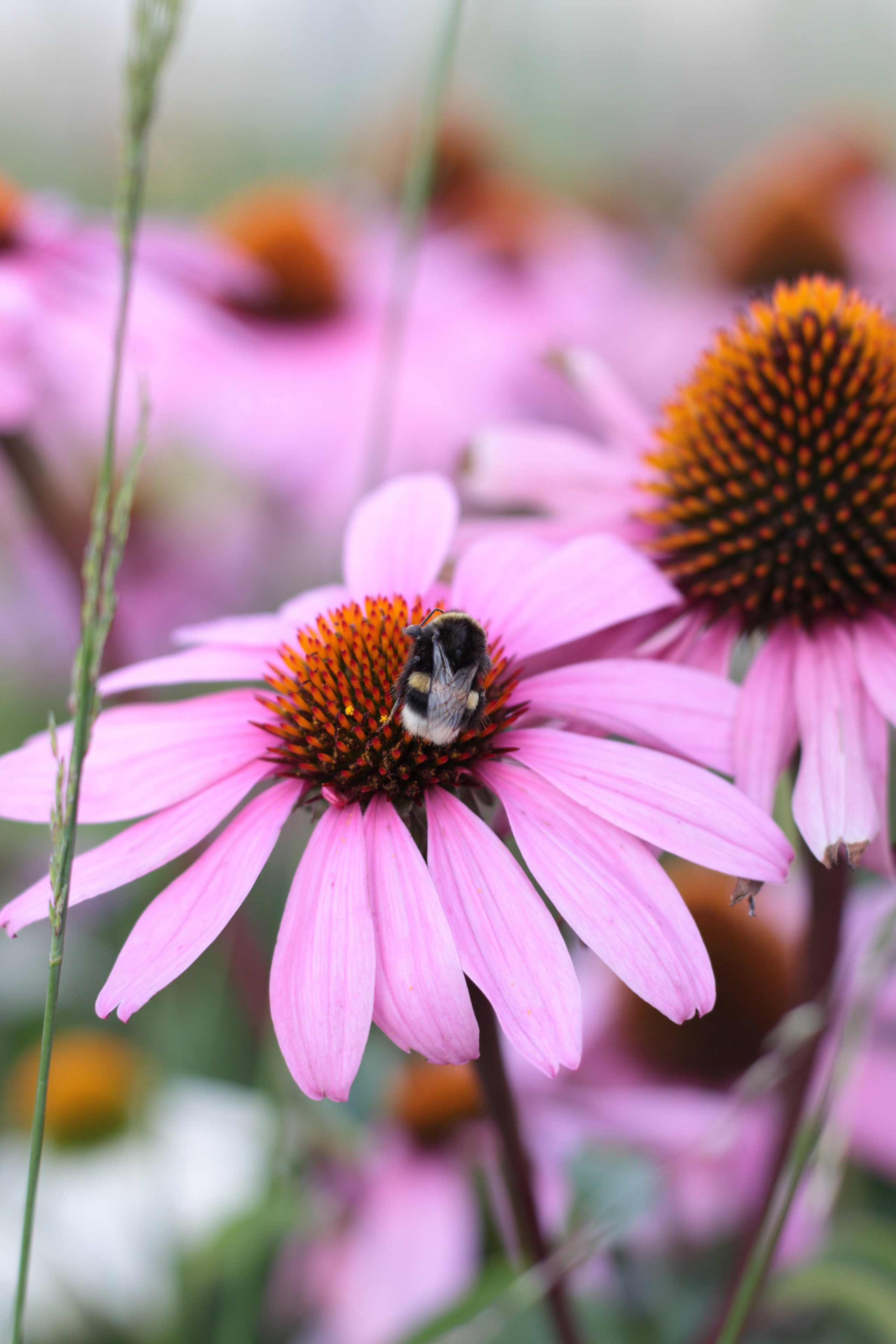 Старое природное, отбирала Katamount (Катерина Горохова). Главная
